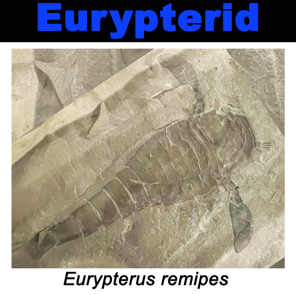 FossilCard31A-Eurypterus_remipes-PRI42893.png