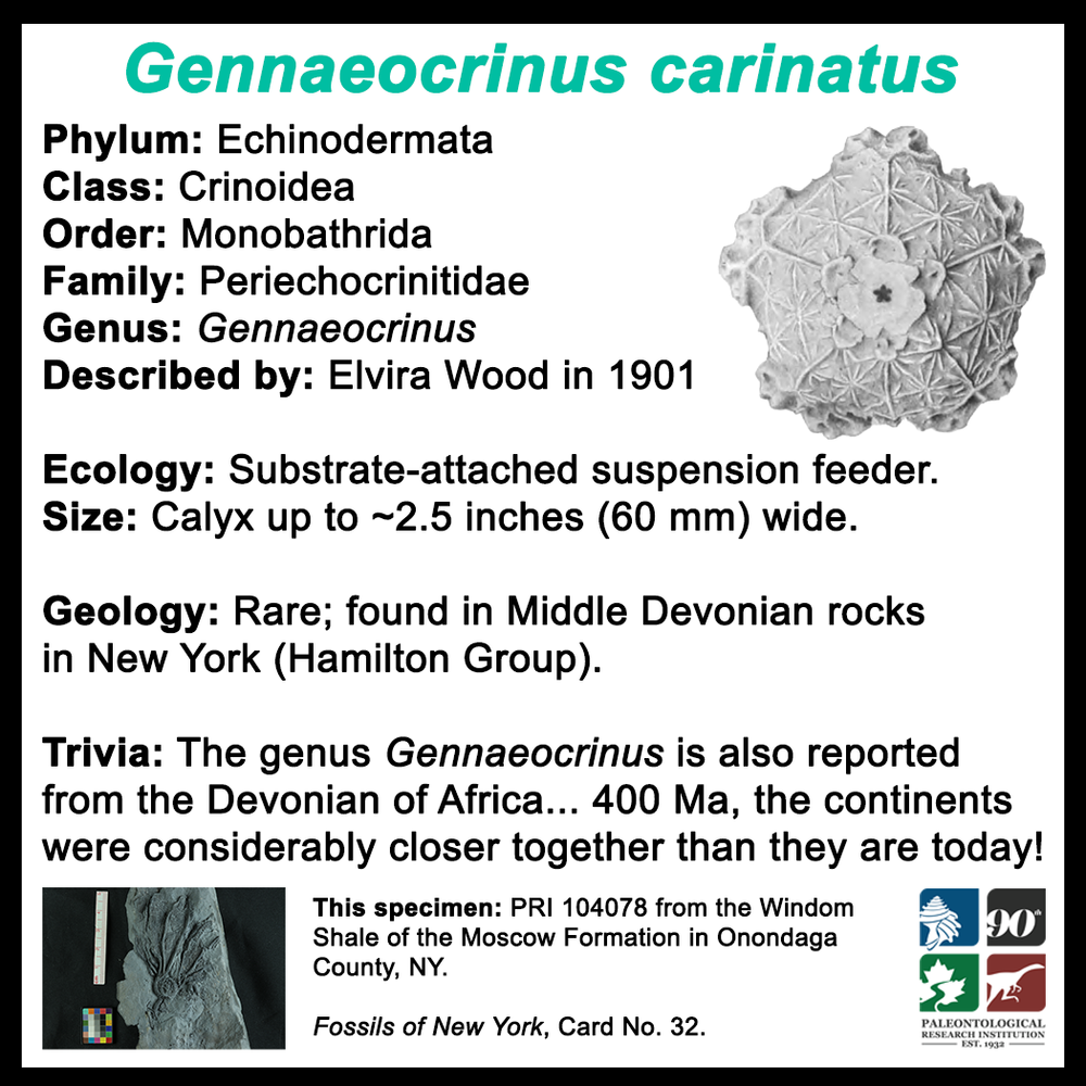 FossilCard32B_Gennaeocrinus-carinatus_PRI104078.png