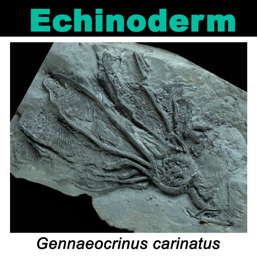 FossilCard32A_Gennaeocrinus-carinatus_PRI104078.png