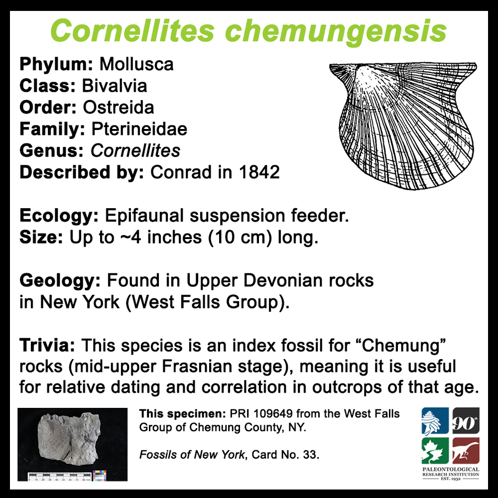 FossilCard33B_Cornellites-chemungensis_PRI109649.png