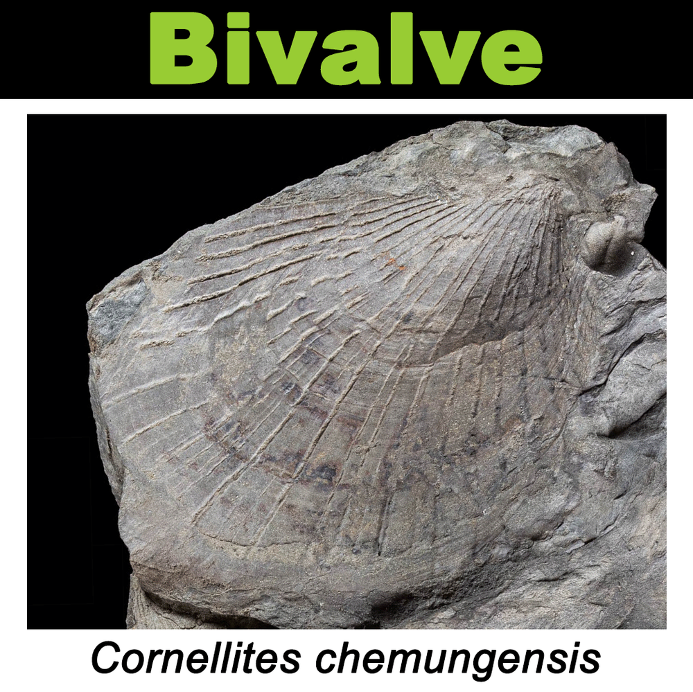 FossilCard33A_Cornellites-chemungensis_PRI109649.png