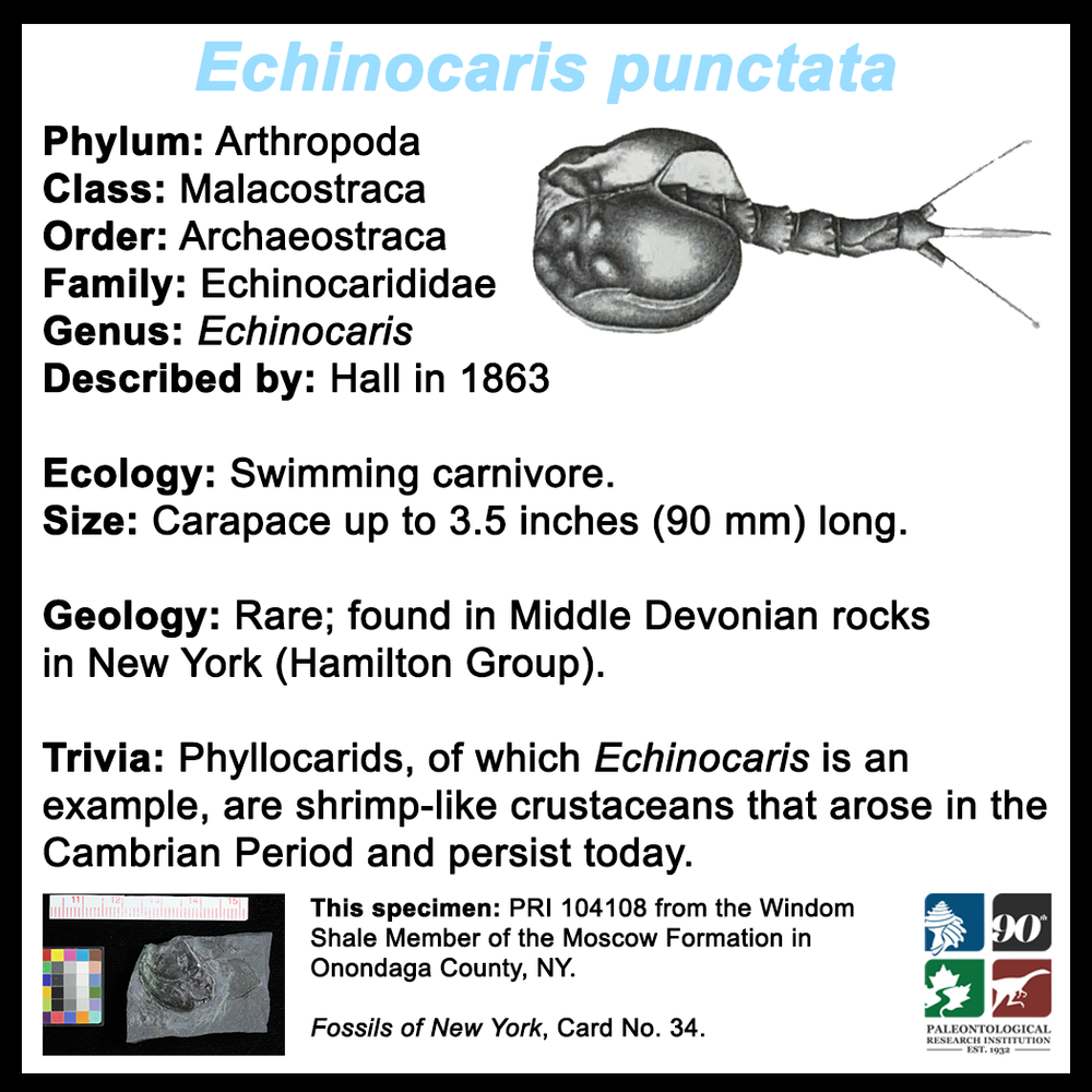 FossilCard34B-Echinocaris_punctata-PRI104108.png
