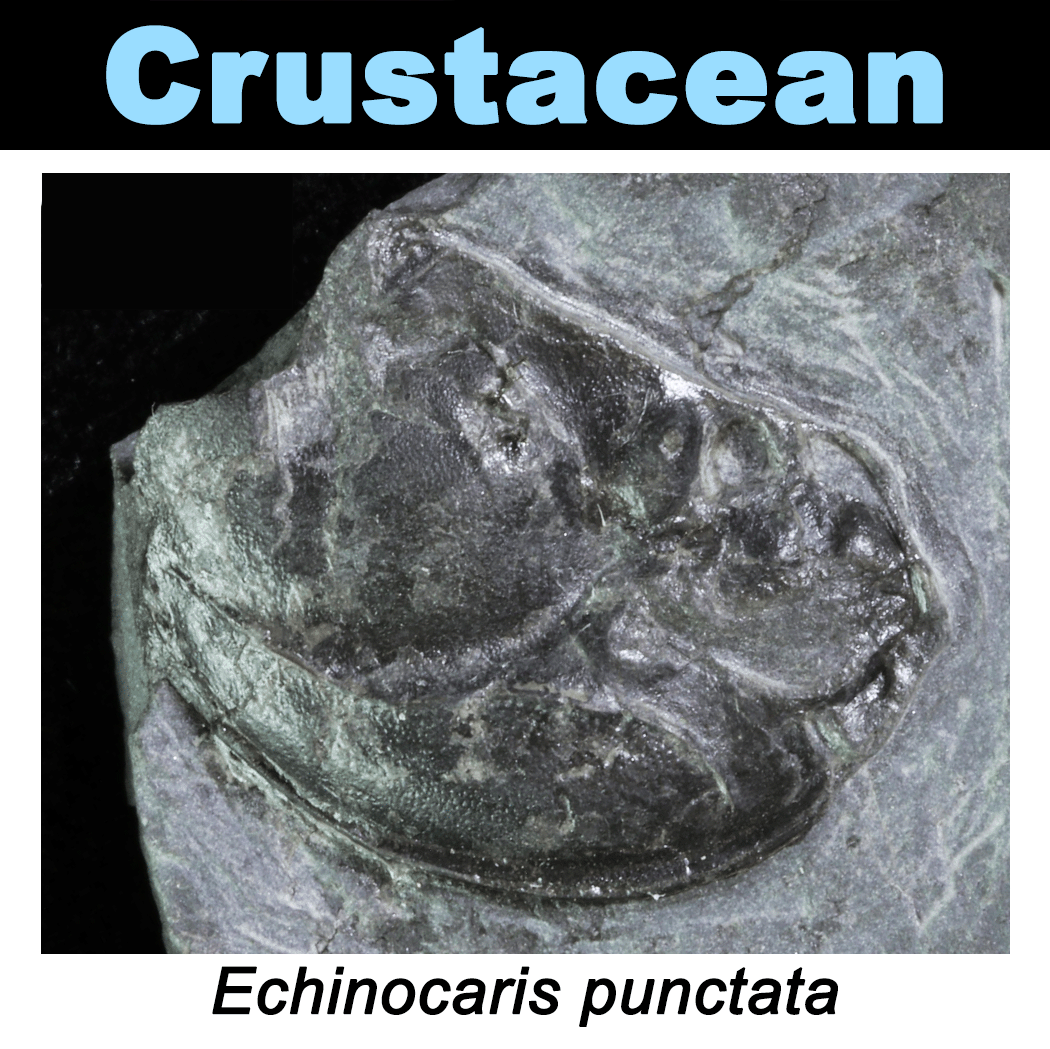 FossilCard34A-Echinocaris_punctata-PRI104108.png