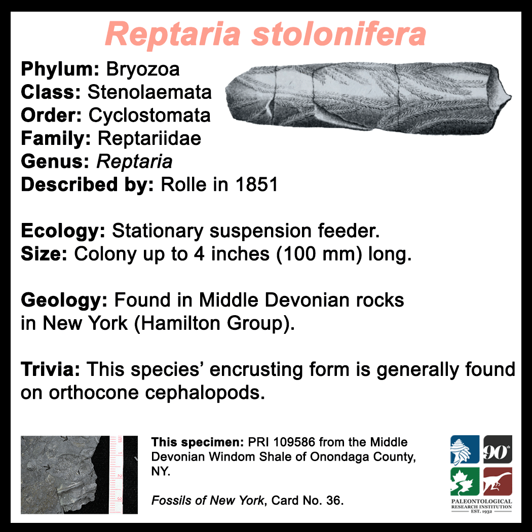 FossilCard36B-Reptaria_stolonifera-PRI109586.png