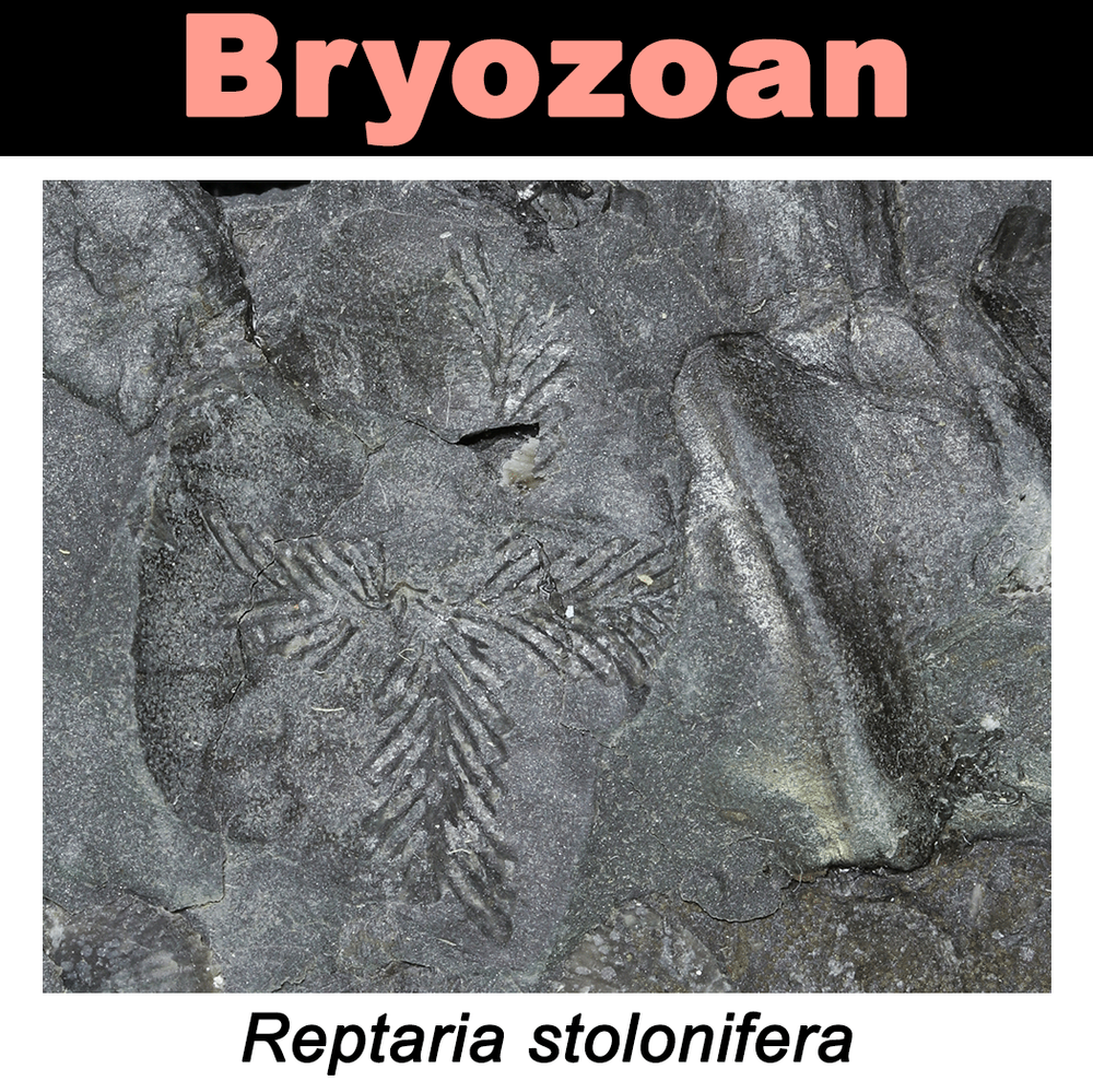FossilCard36A_Bryozoan_Reptaria-stolonifera_PRI109586.png