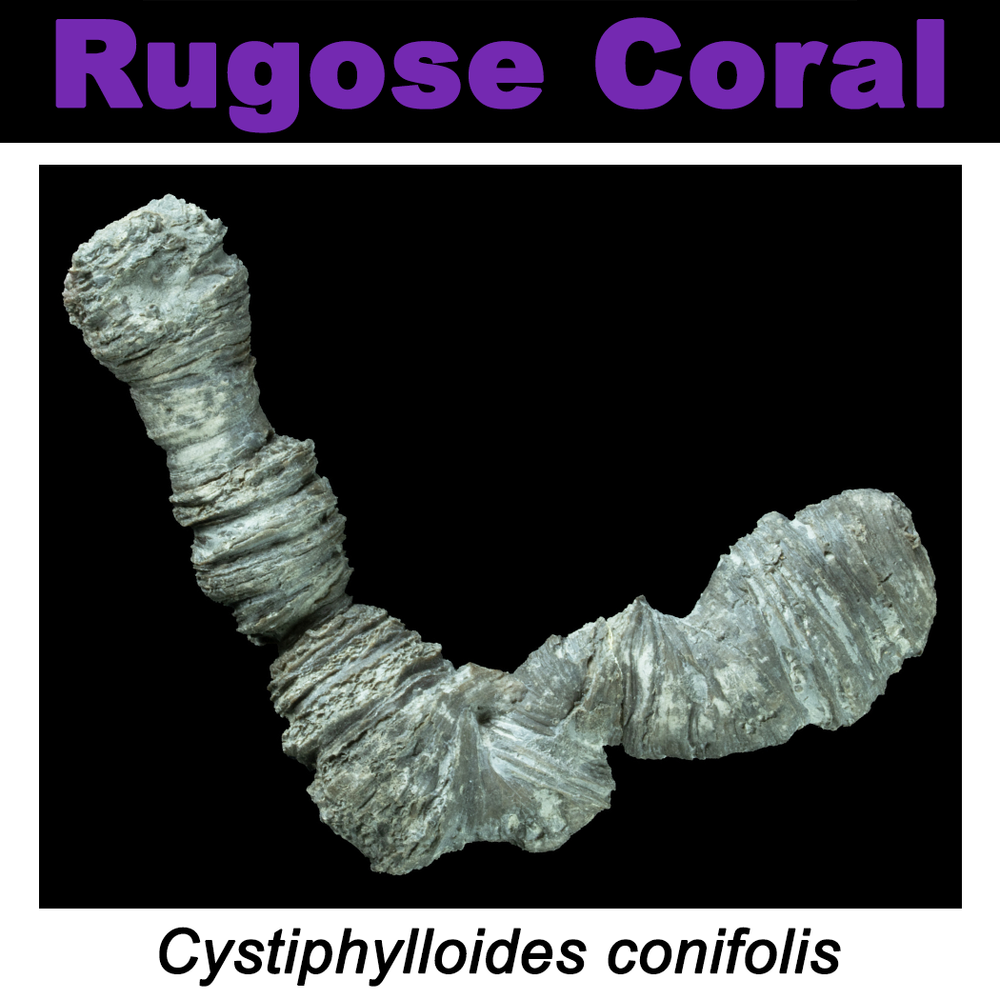 FossilCard35A-Cystiphylloides_conifolis-PRI109560.png