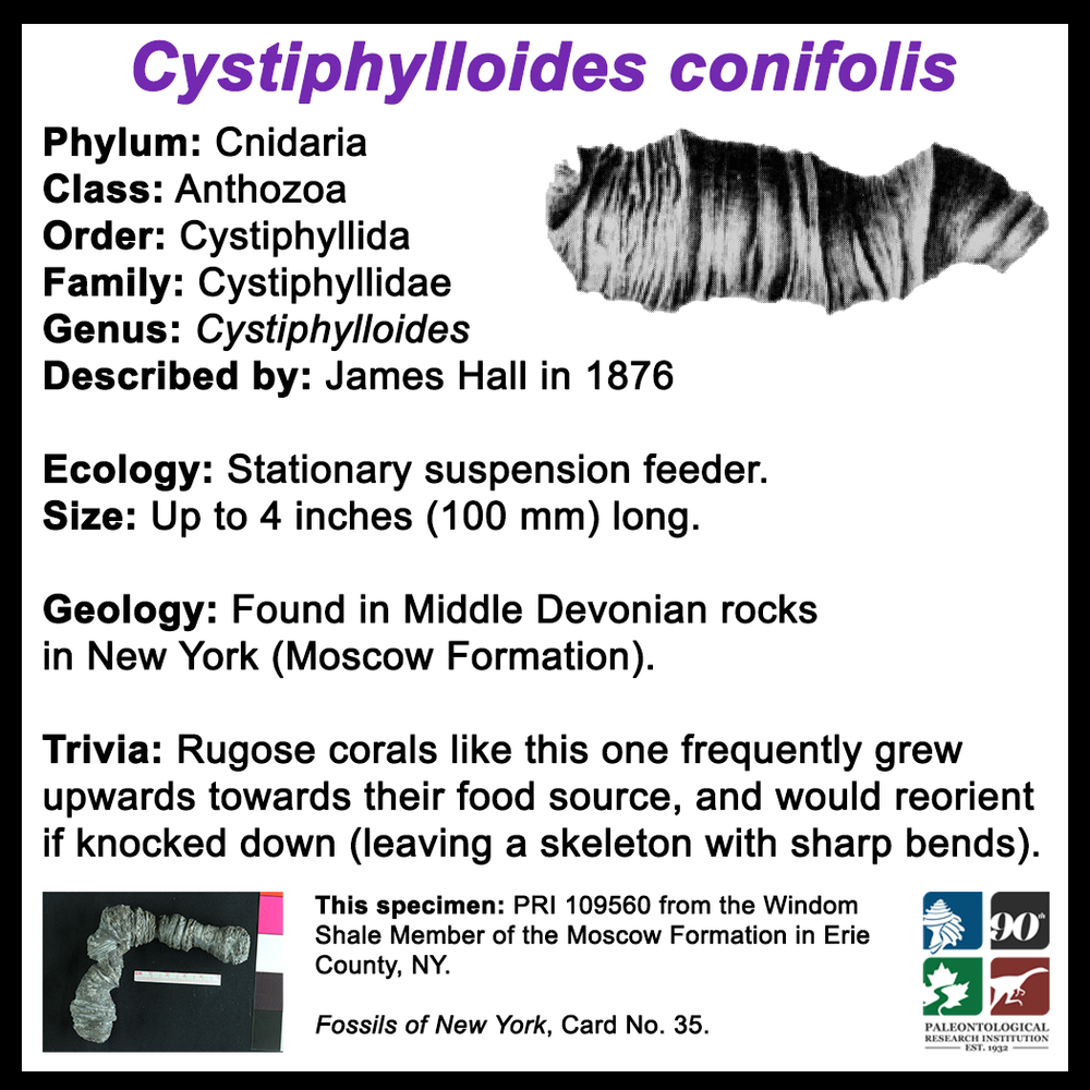 FossilCard35B-Cystiphylloides_conifolis-PRI109560.png