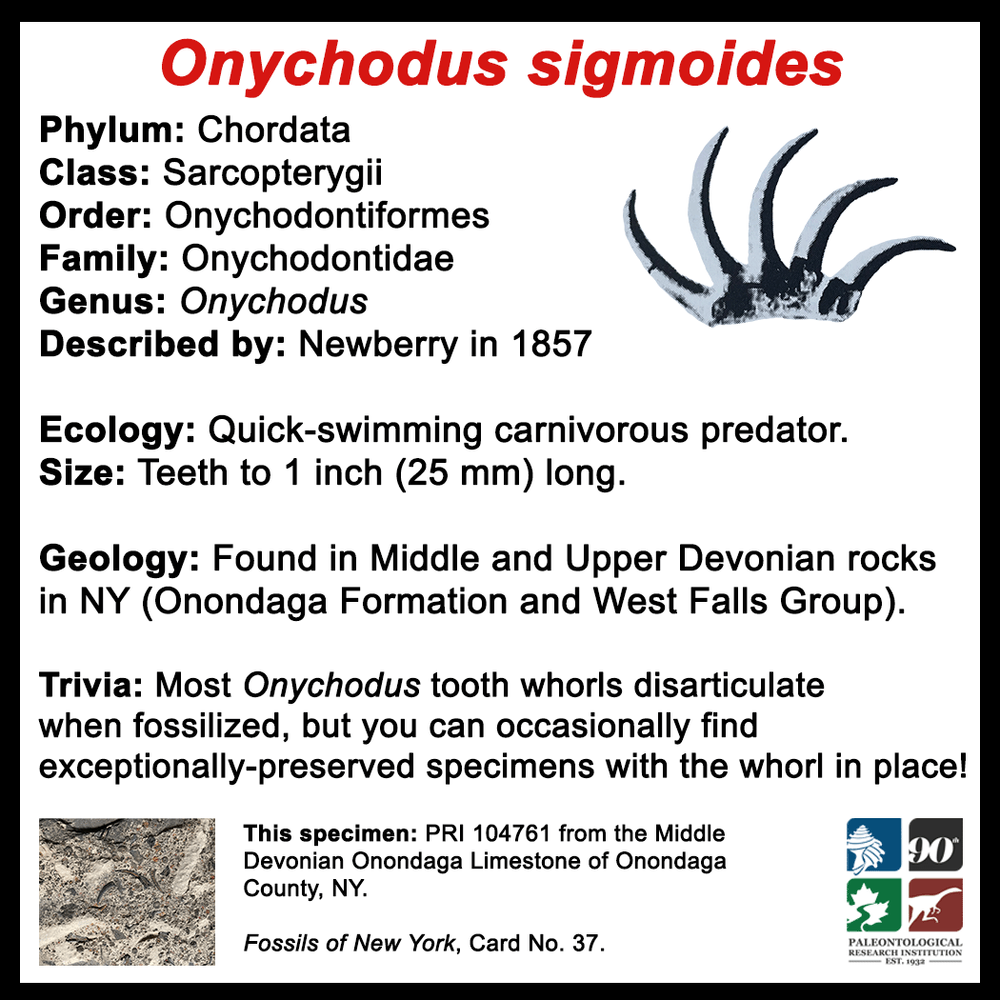 FossilCard37B-Chordate-Onychodus_sigmoides-PRI104761.png