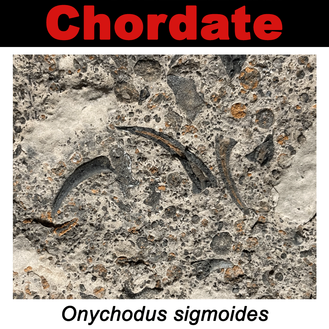 FossilCard37A-Chordate-Onychodus_sigmoides-PRI104761.png