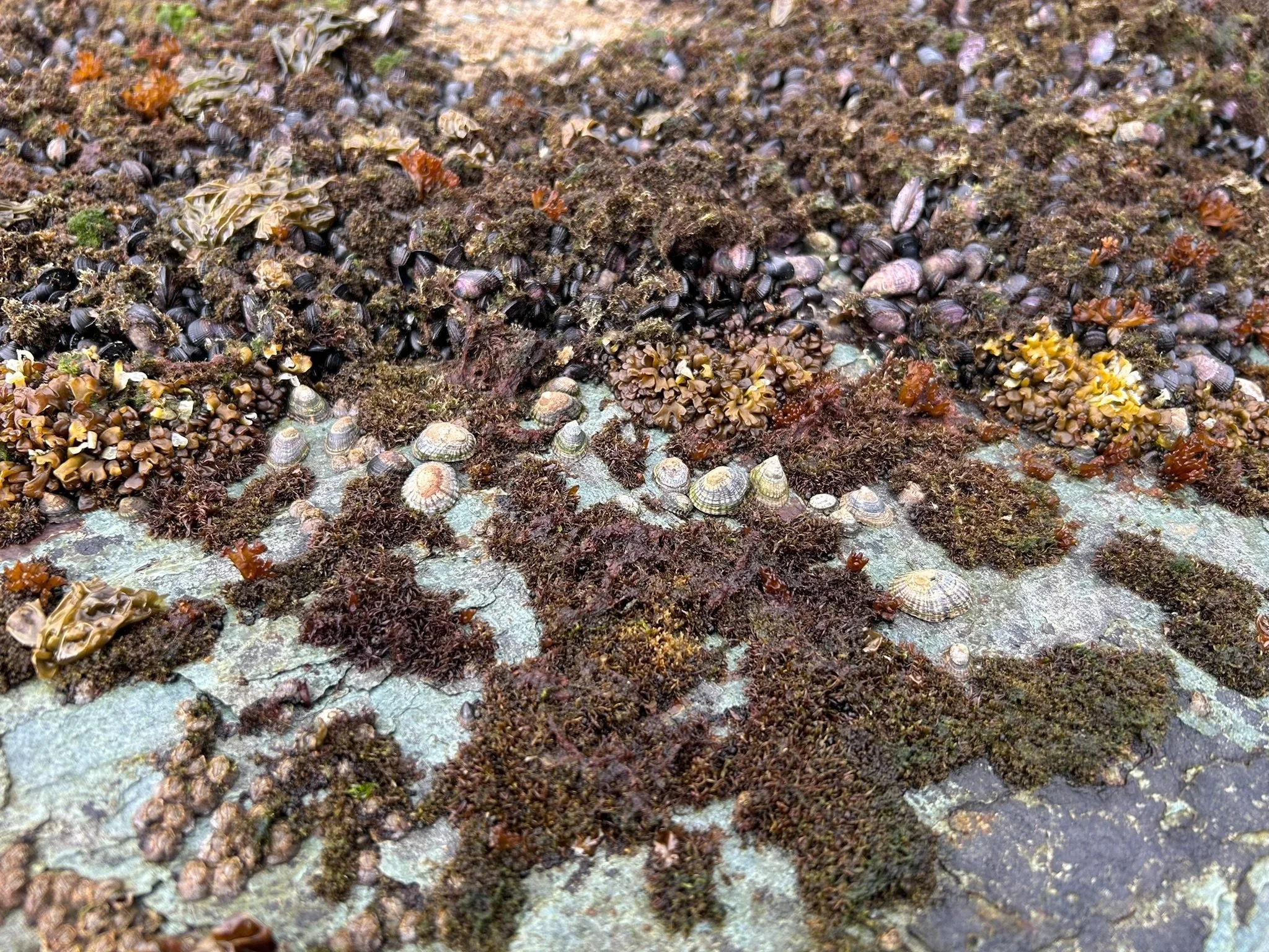 Fin del Mundo: Darwin on humans in Tierra del Fuego and elsewhere