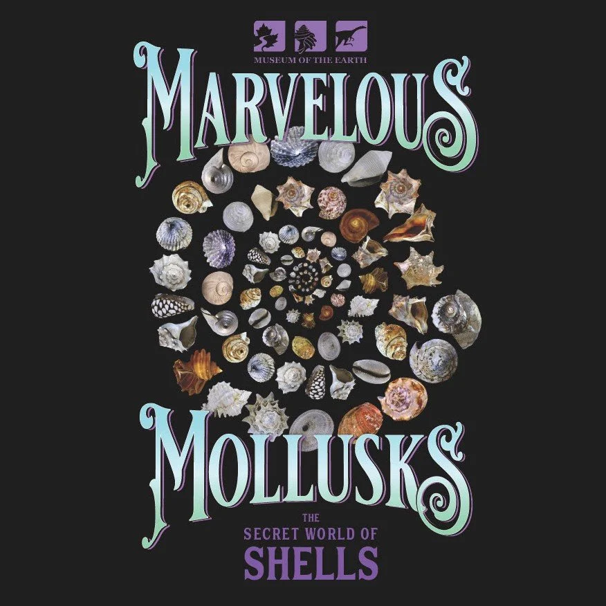 Making Mollusks Marvelous: Designing Museum Exhibits