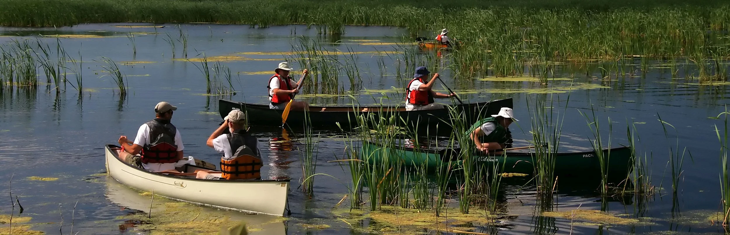 Six people in canoes removing invasive plants from a marsh.