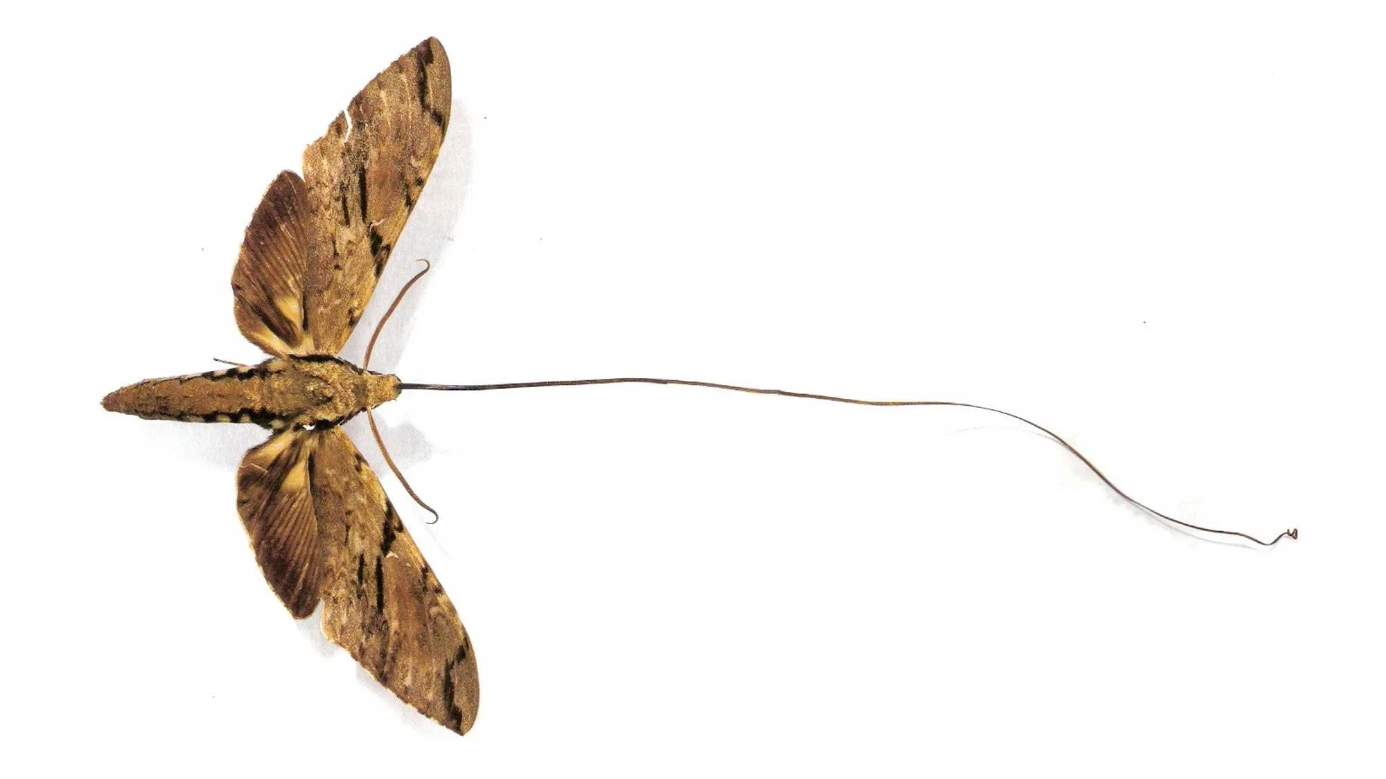 Darwin and Insects — Paleontological Research Institution
