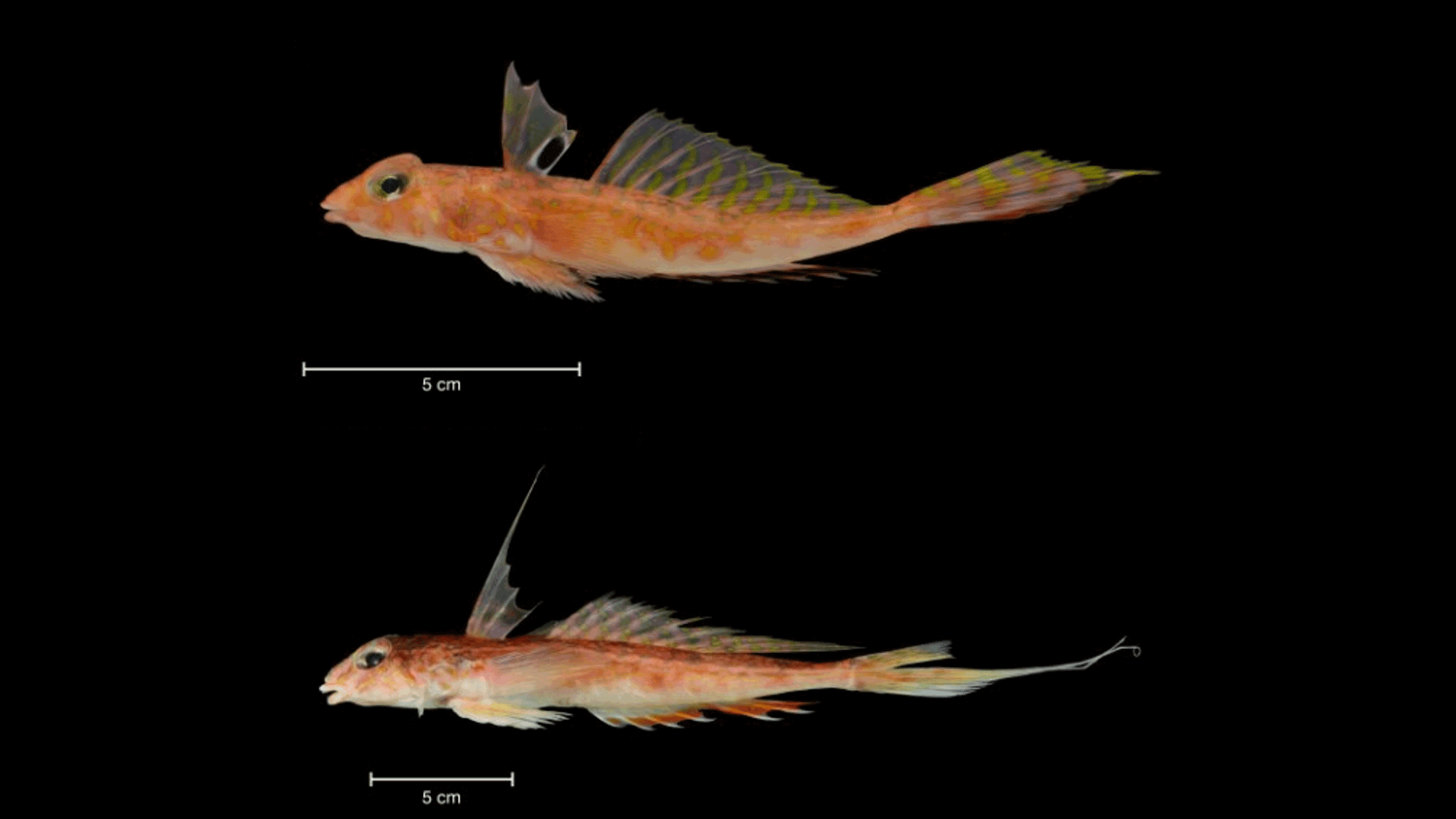 Darwin and Fishes — Paleontological Research Institution