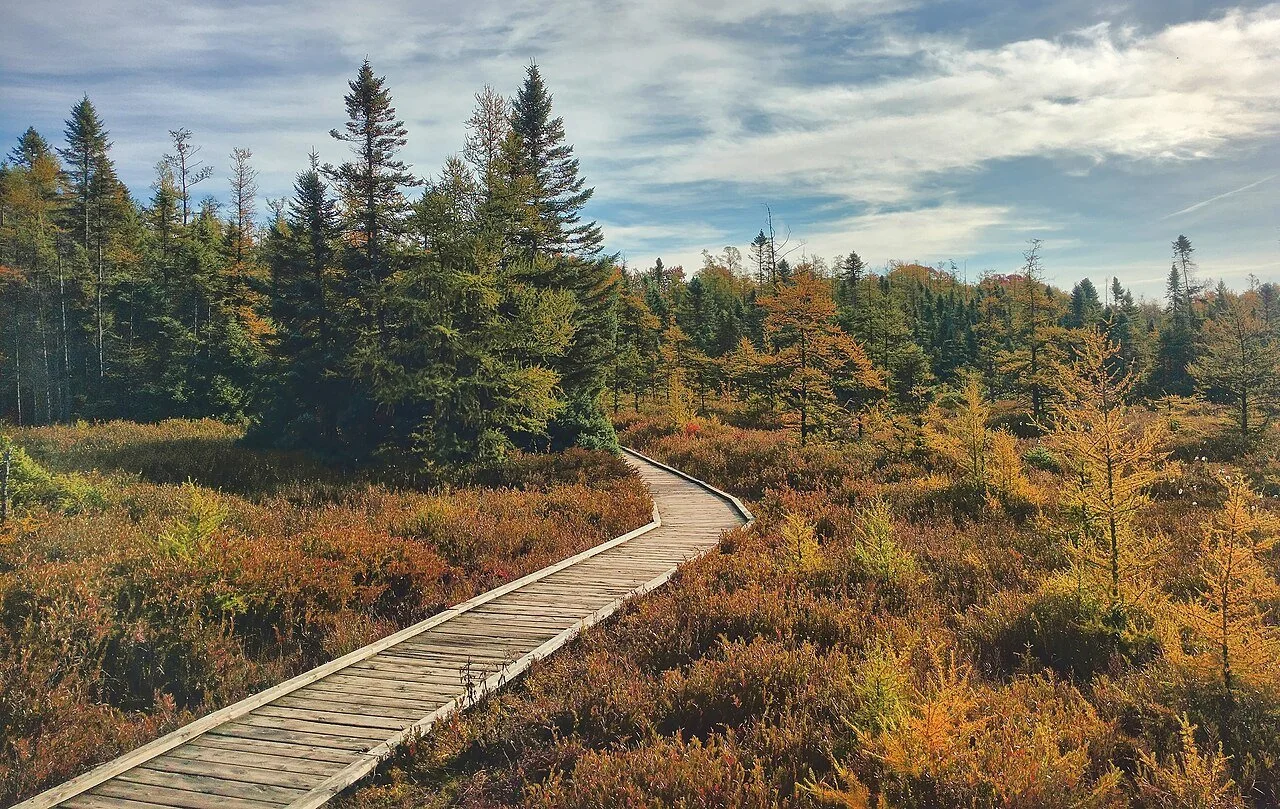 A boardwalk through dense peatland underbrush surrounded by trees.