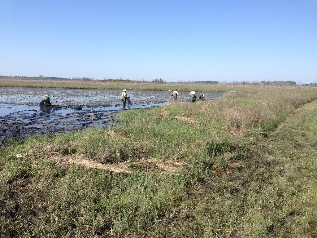 Five people planting native grasses in a flooded wetland at the edge of a field.