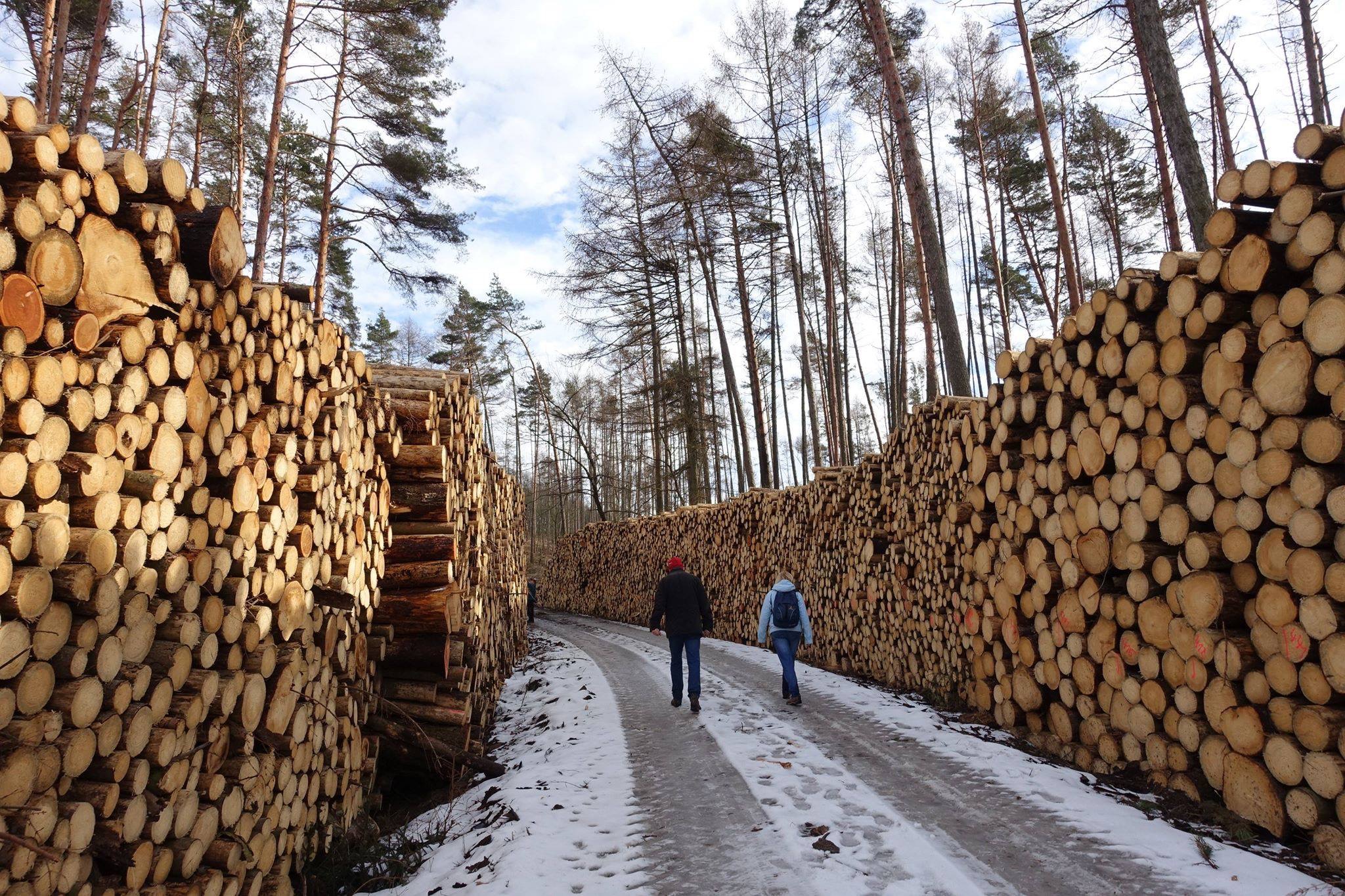 Timber Tunnel.JPG