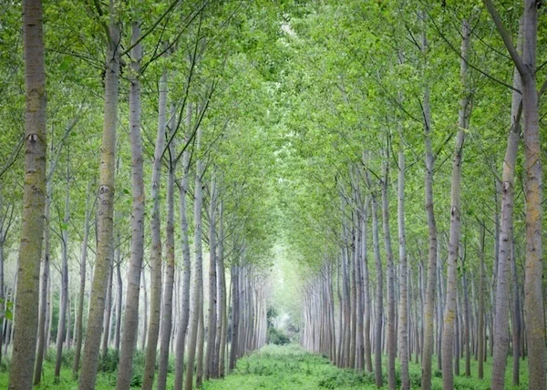 Poplar B.jpg