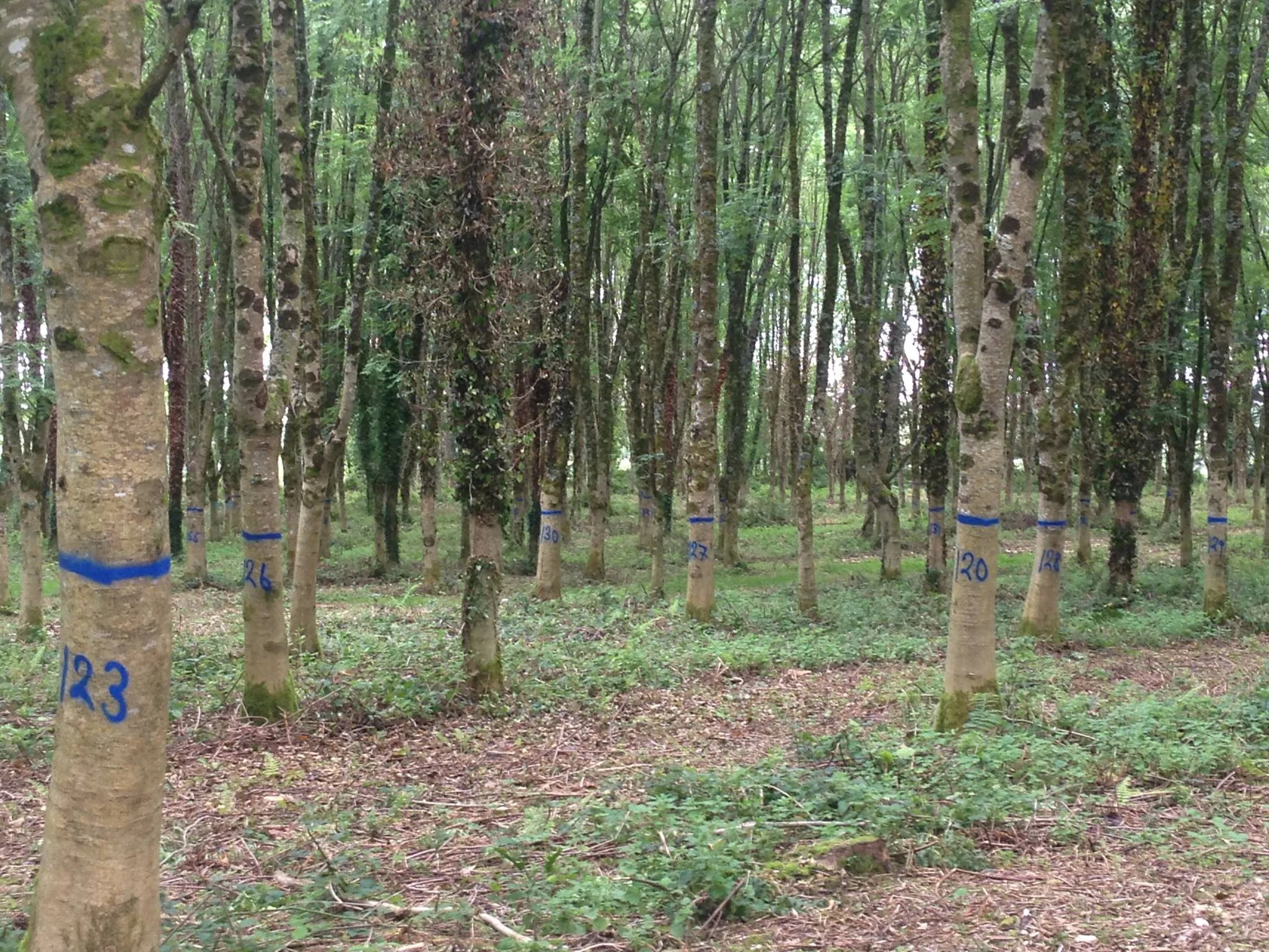 Hurley Ash marked with Distein Long Term Blue at TEGASC Johnstown Castle, Co. Wexford.