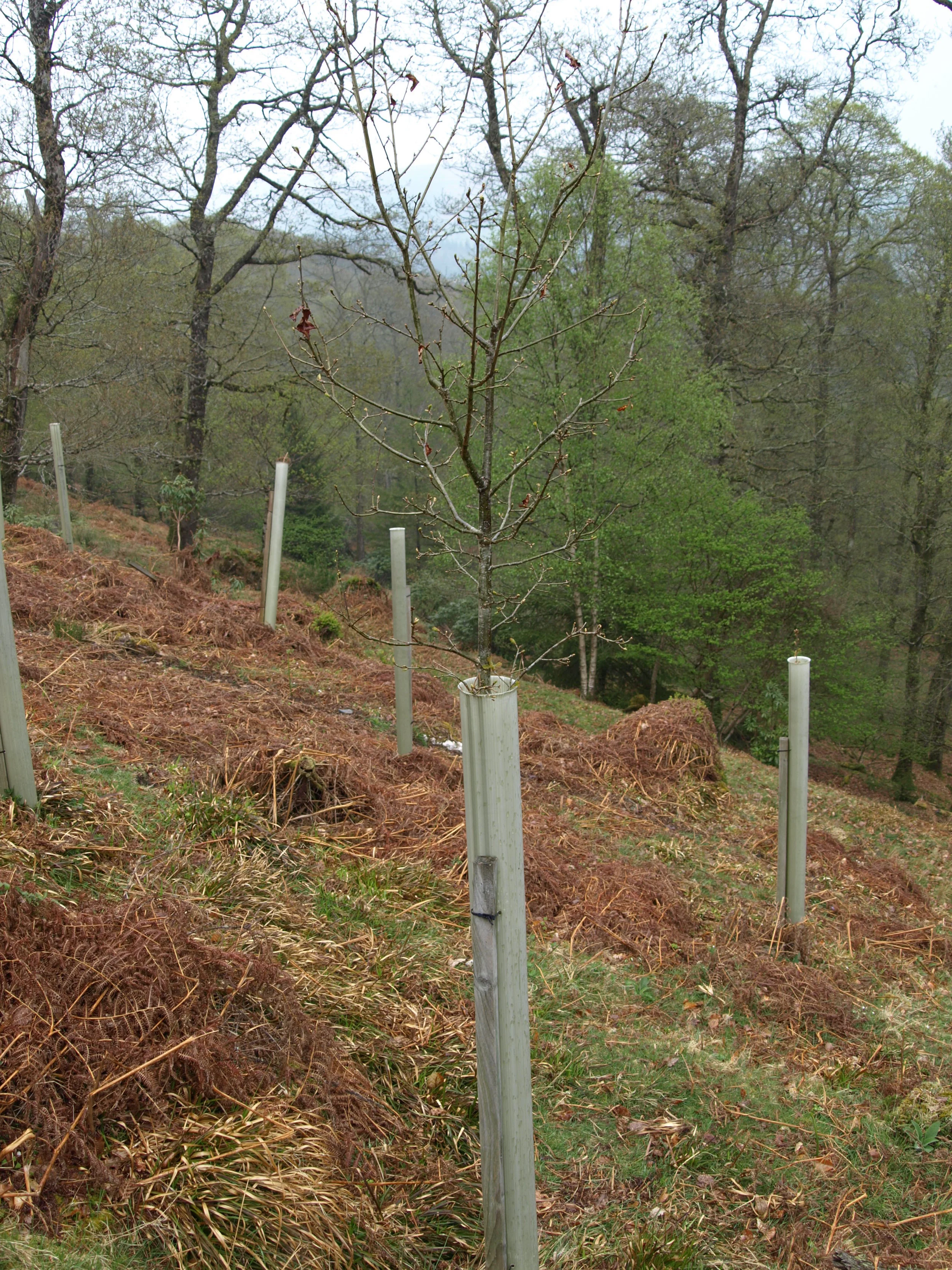 Tubex Standard Plus 1.8m and Stake