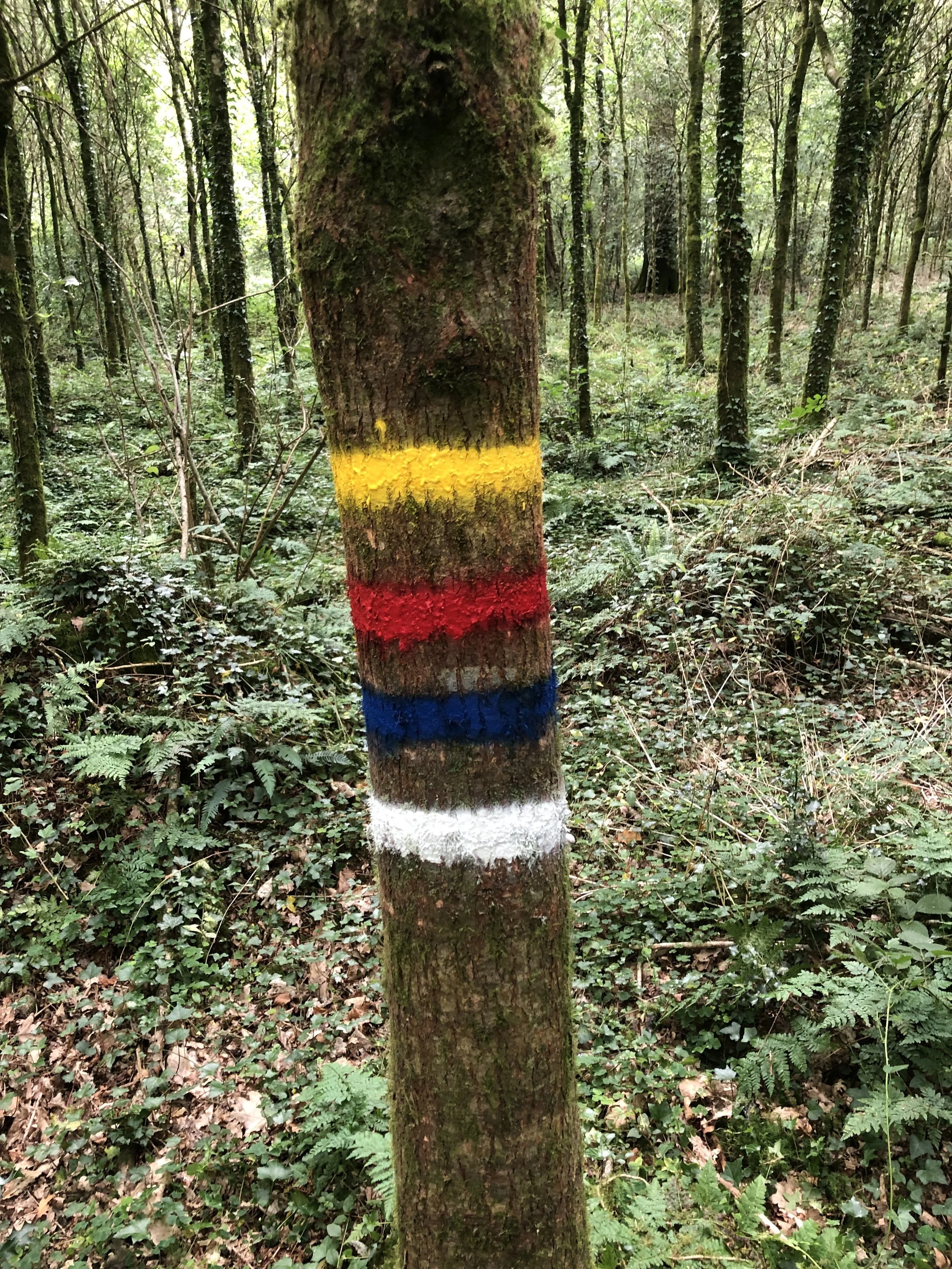 LT Paint Tree.JPG
