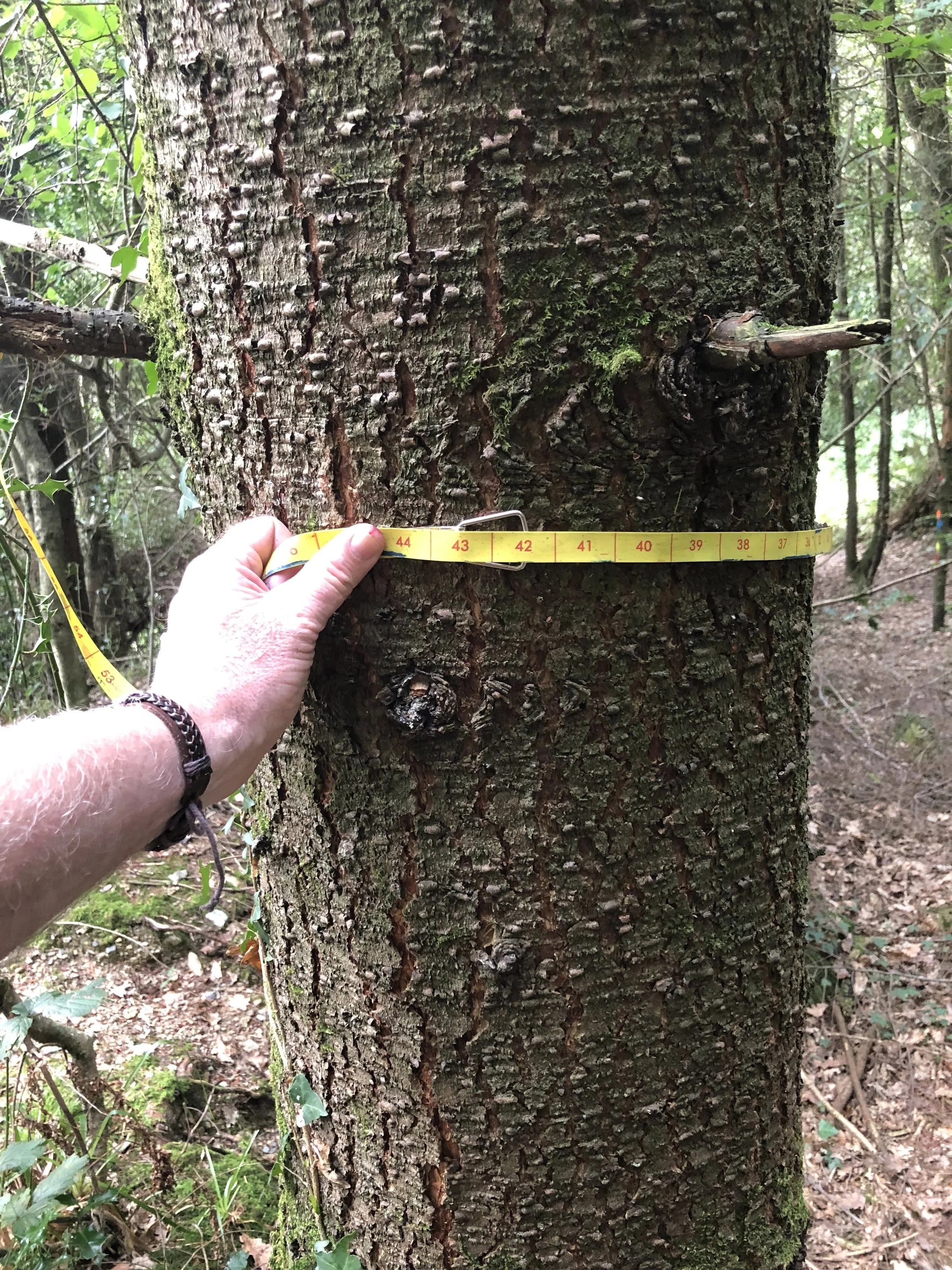 Diameter Breast Height (DBH) Measuring Tape