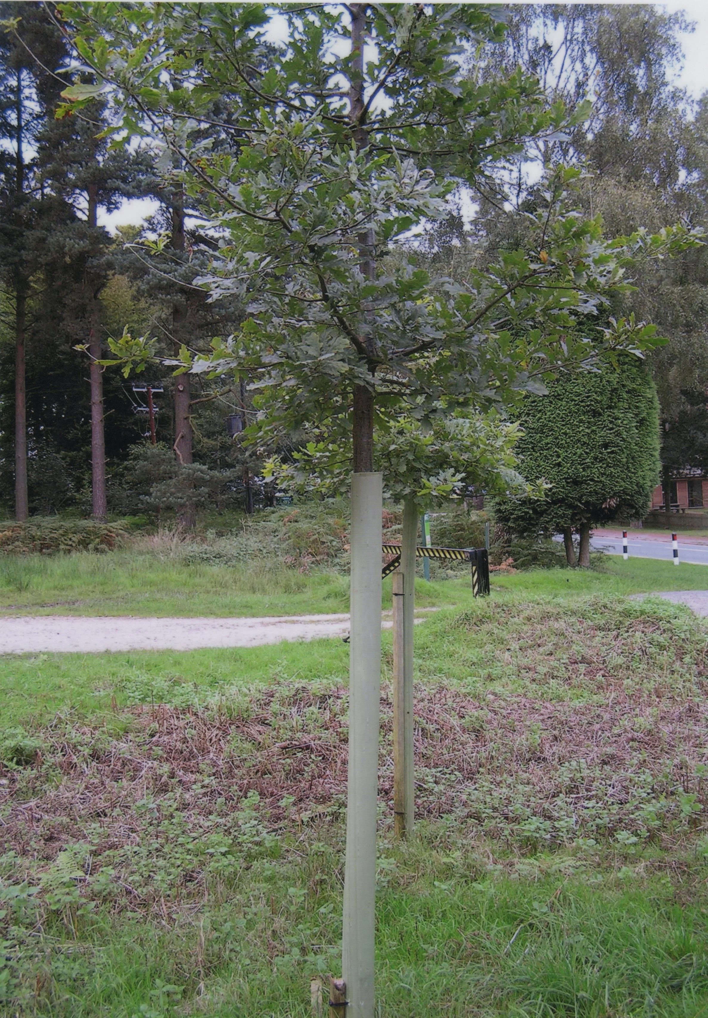 Tubex Standard Plus 1.8m and Stake