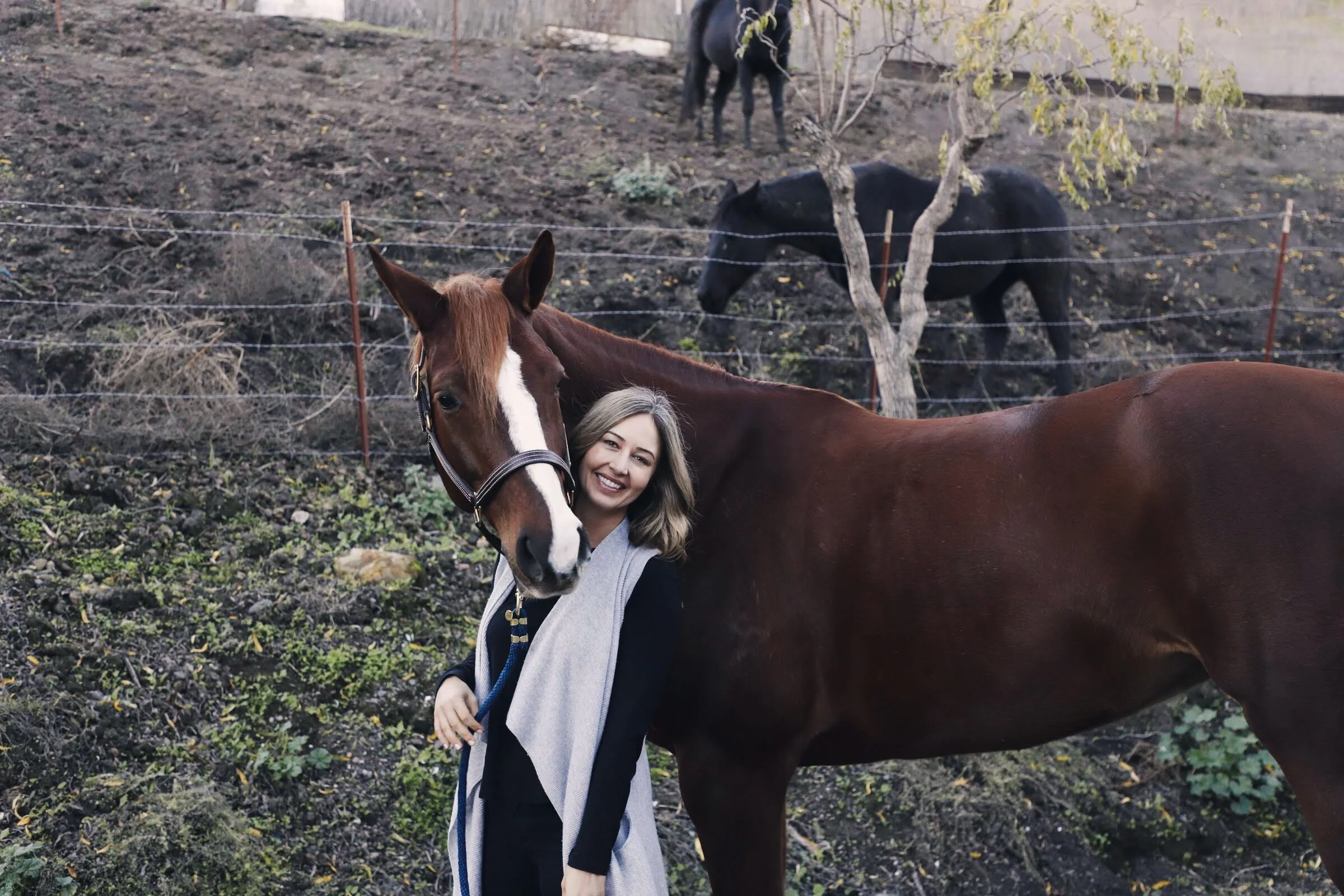 My Journey with Horses.