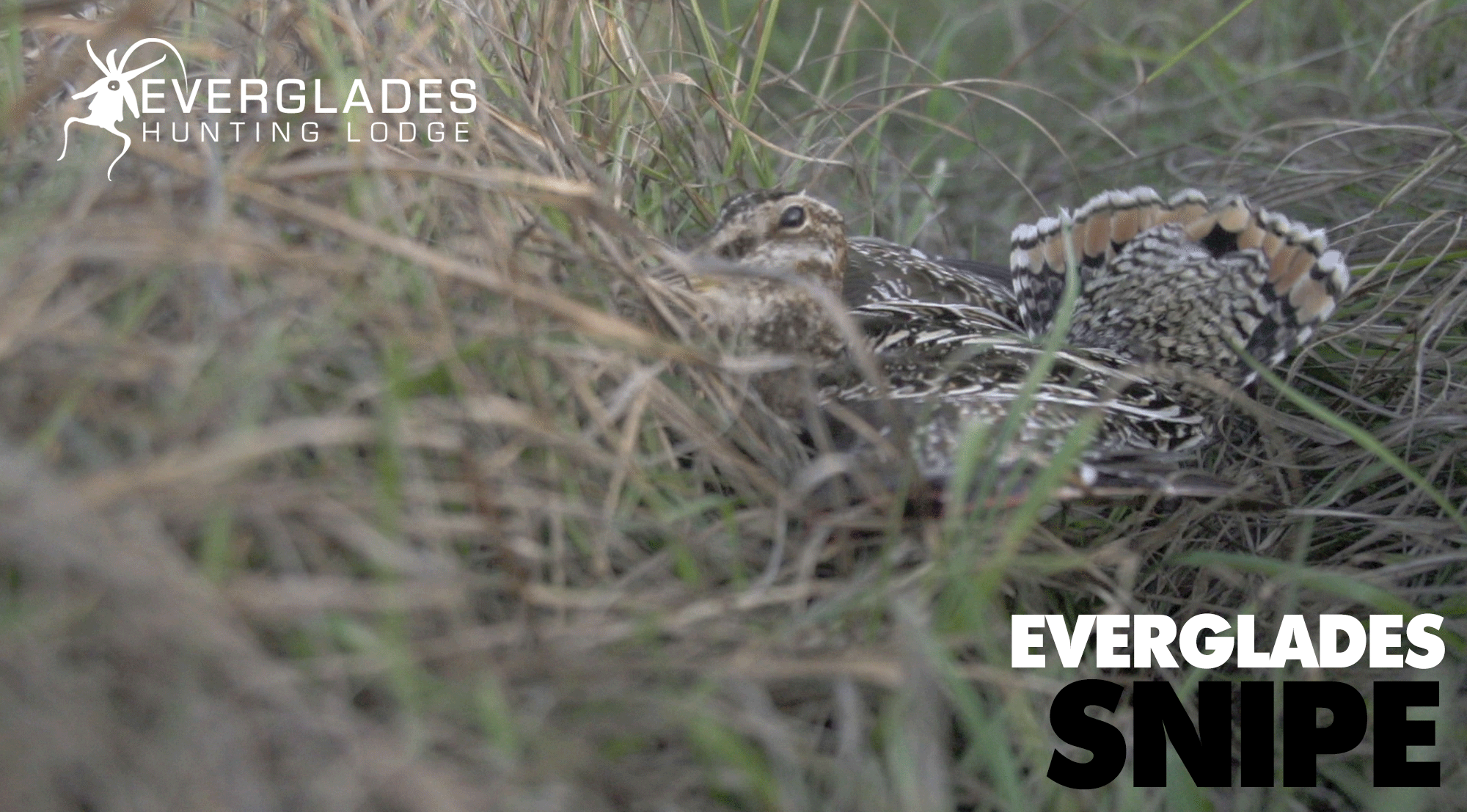 Florida-Snipe-Hunting-Guides.gif