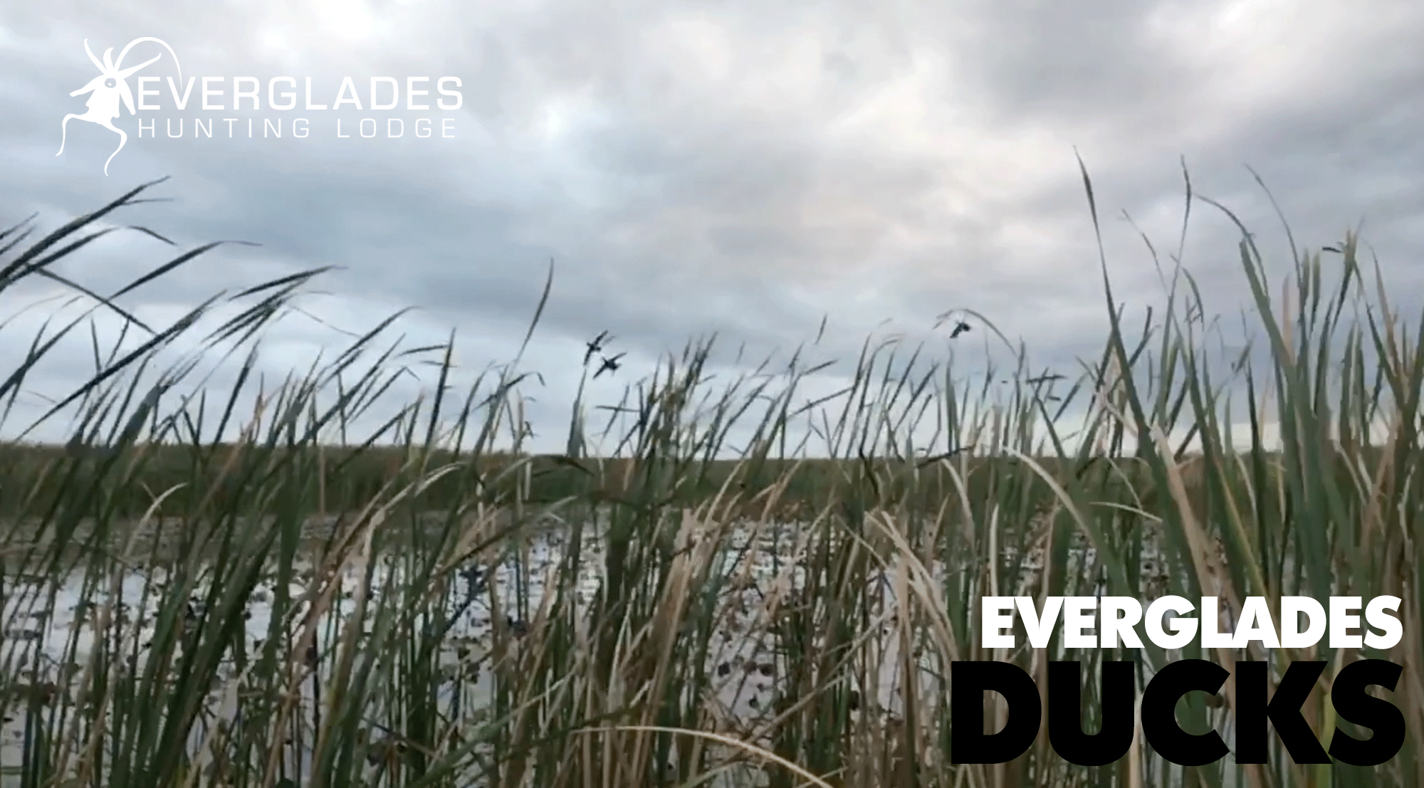 Okeechobee-Duck-Hunting-Guides.gif