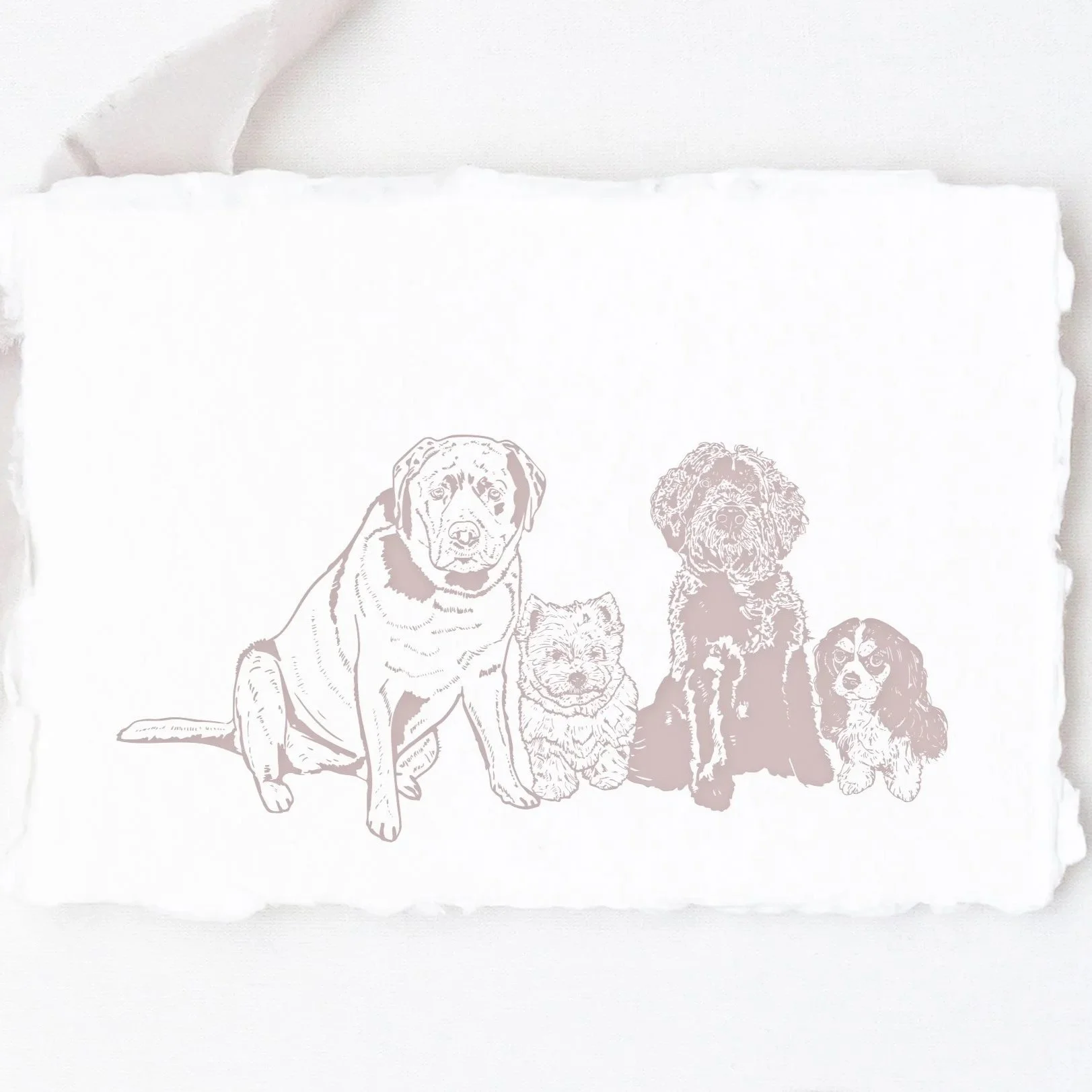 PET_ILLO.jpg