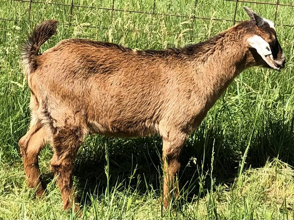 Kiko Goats for sale in New Hampshire — Stanton Brook Farm