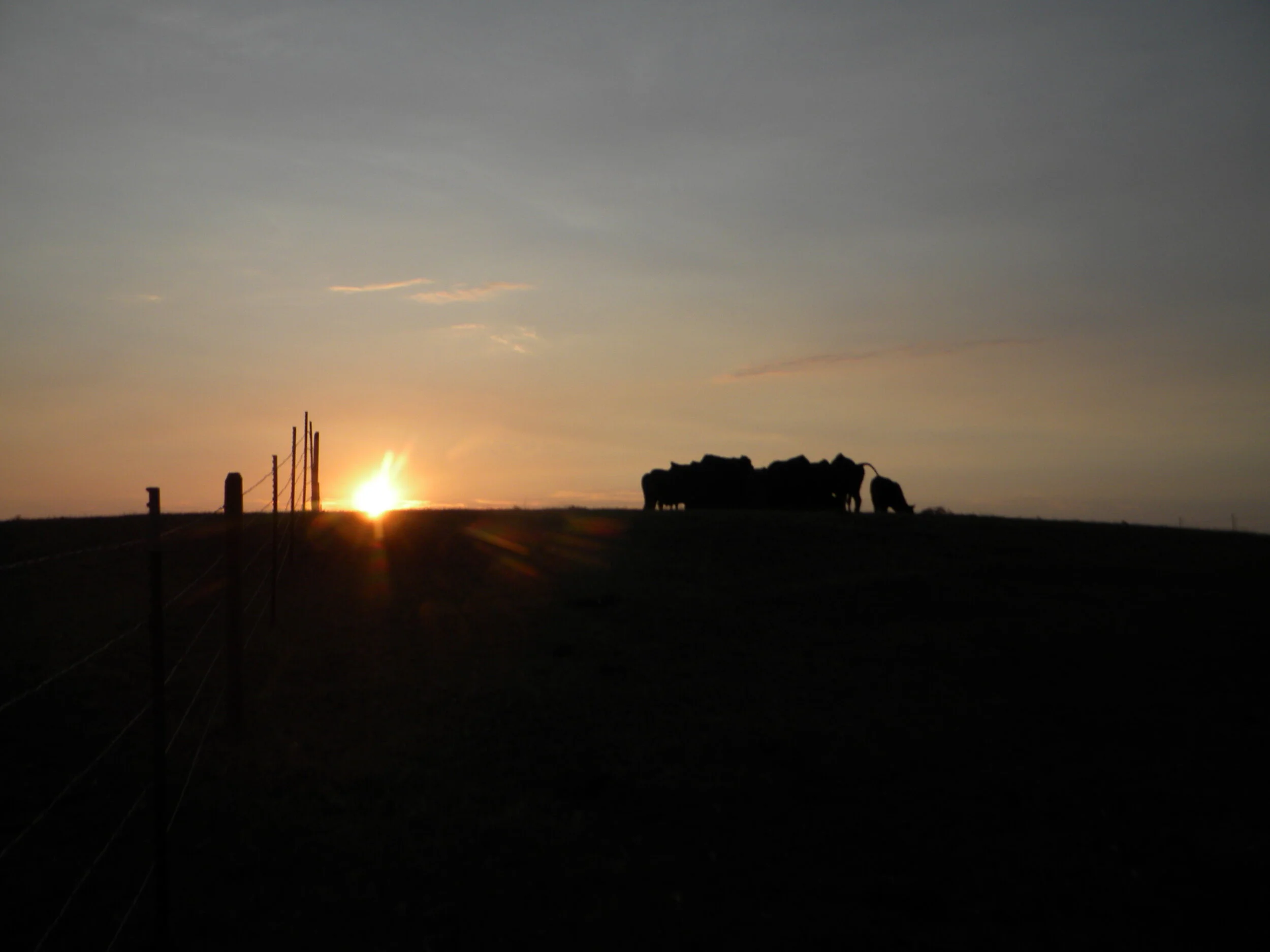 wagyusunset.JPG