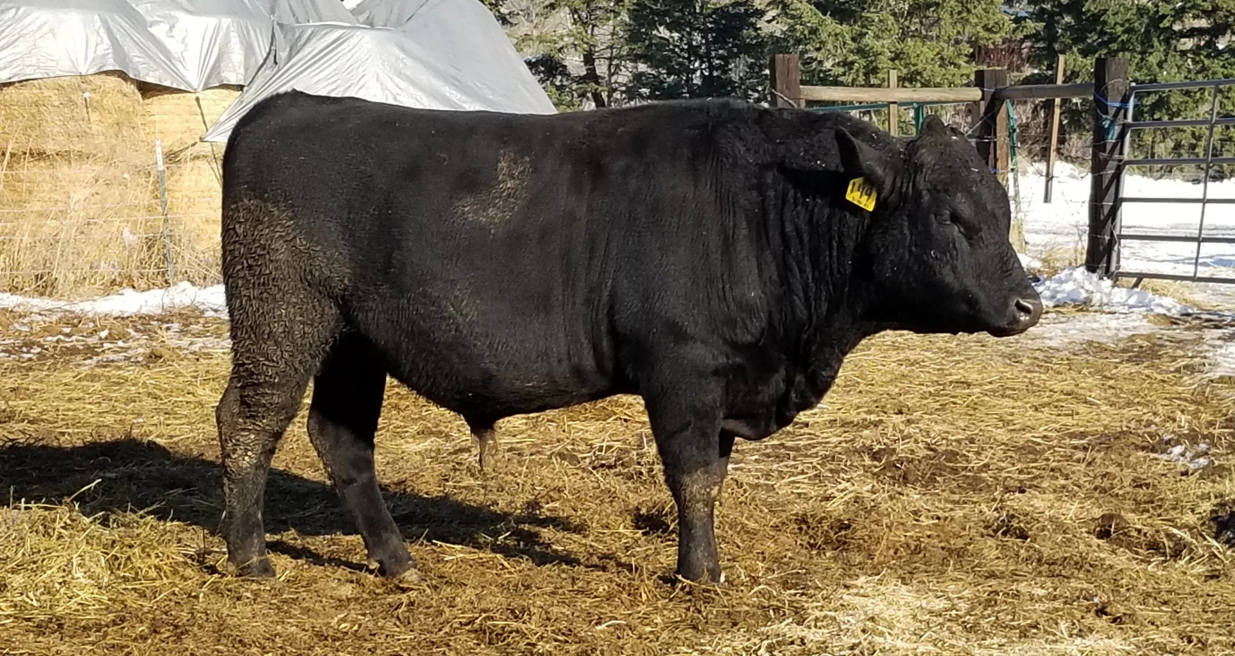 Heterozygous polled with scur