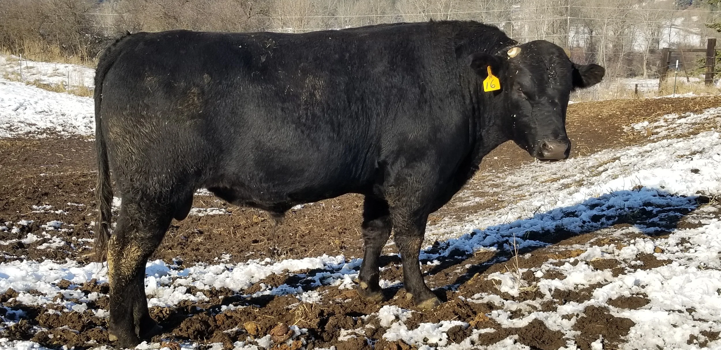 heterozygous polled with scur