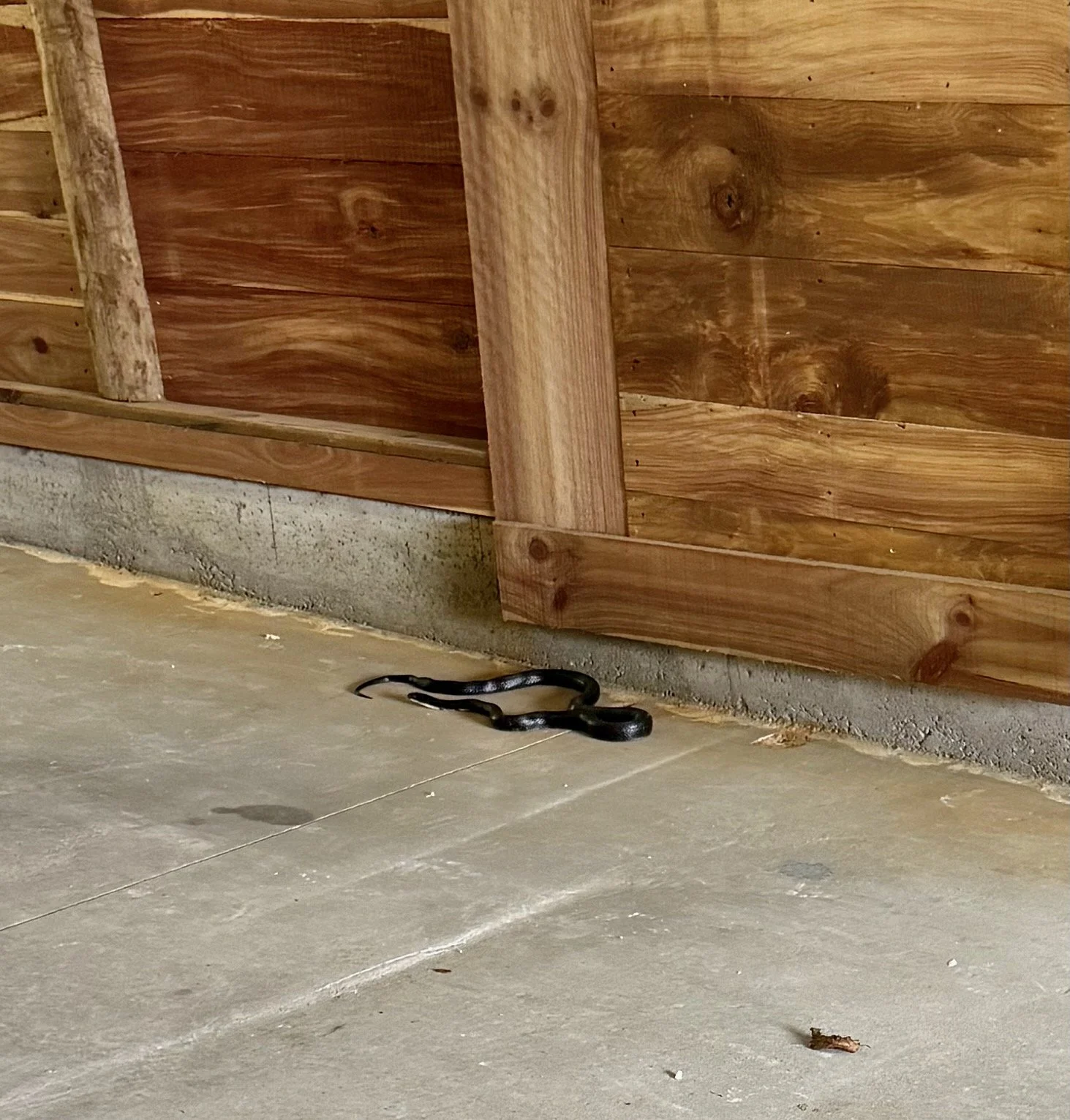 Seakeeper Barn Snake