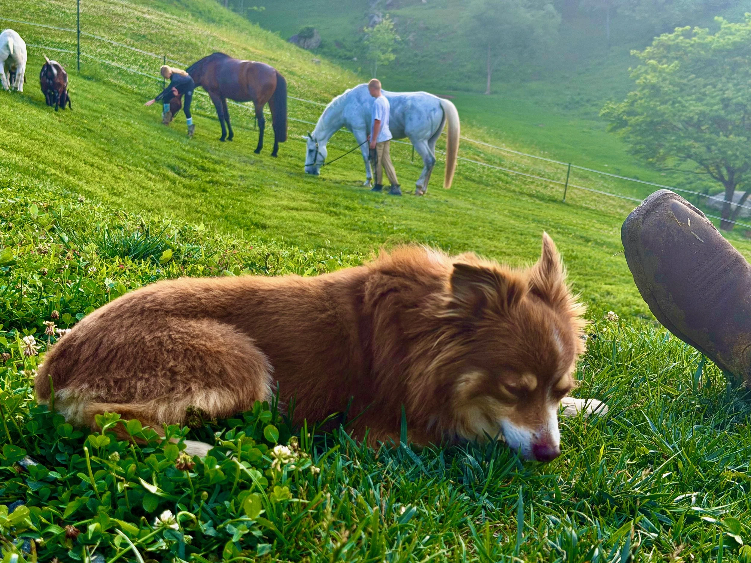 Seakeeper Gyro on a Green Hill