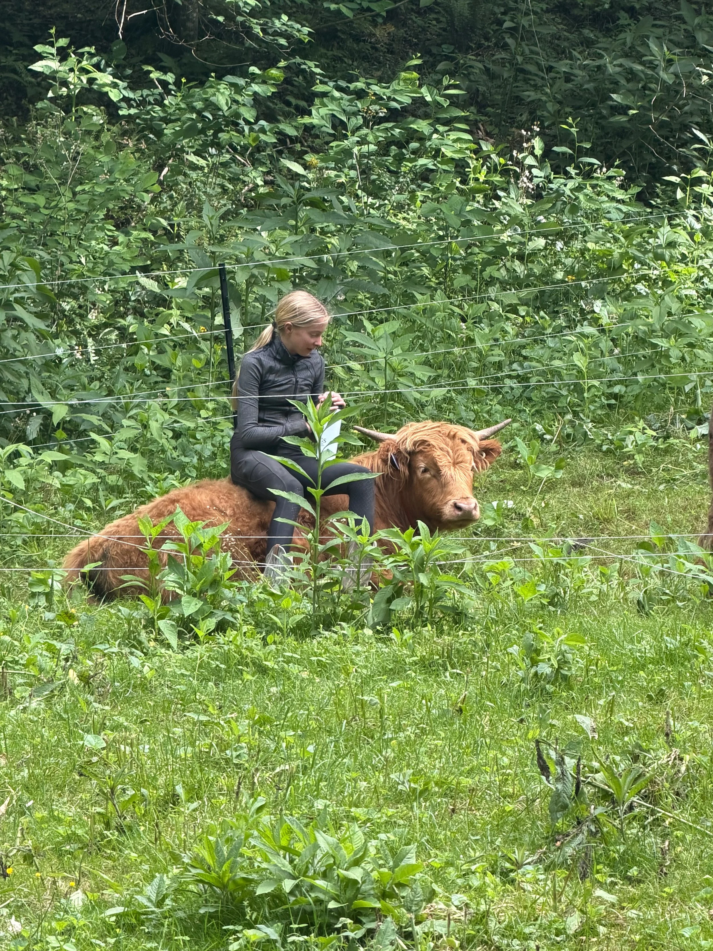 Seakeeper Cow with kid in the woods