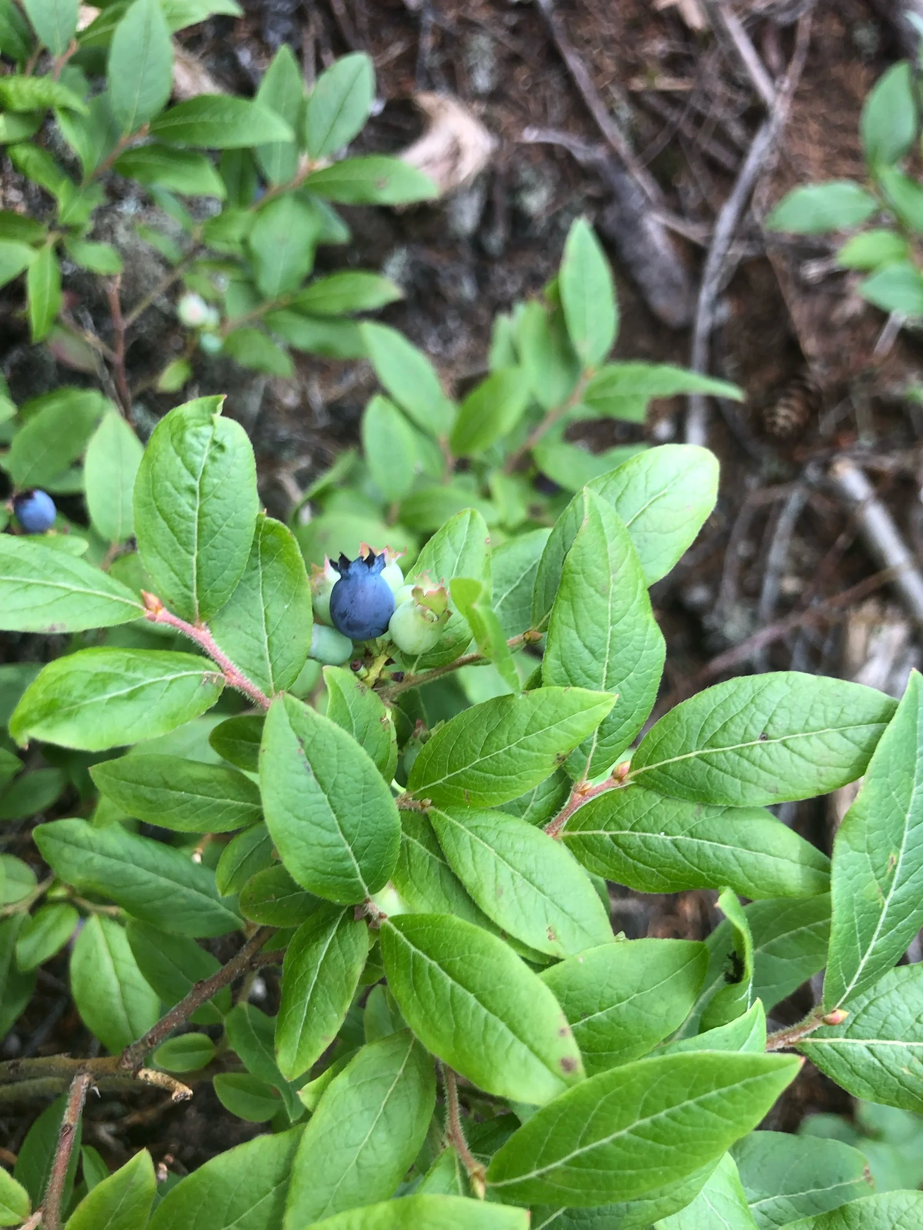 IMG_0215.jpeg
