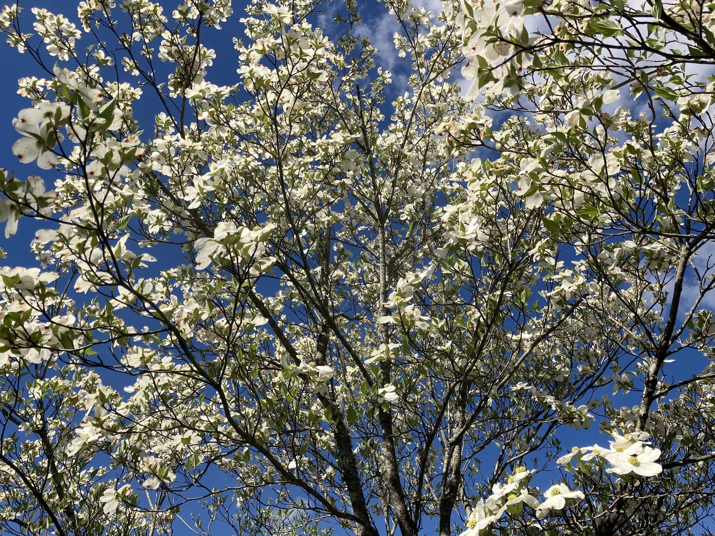 VA_Pearisburg_Dogwood.jpeg