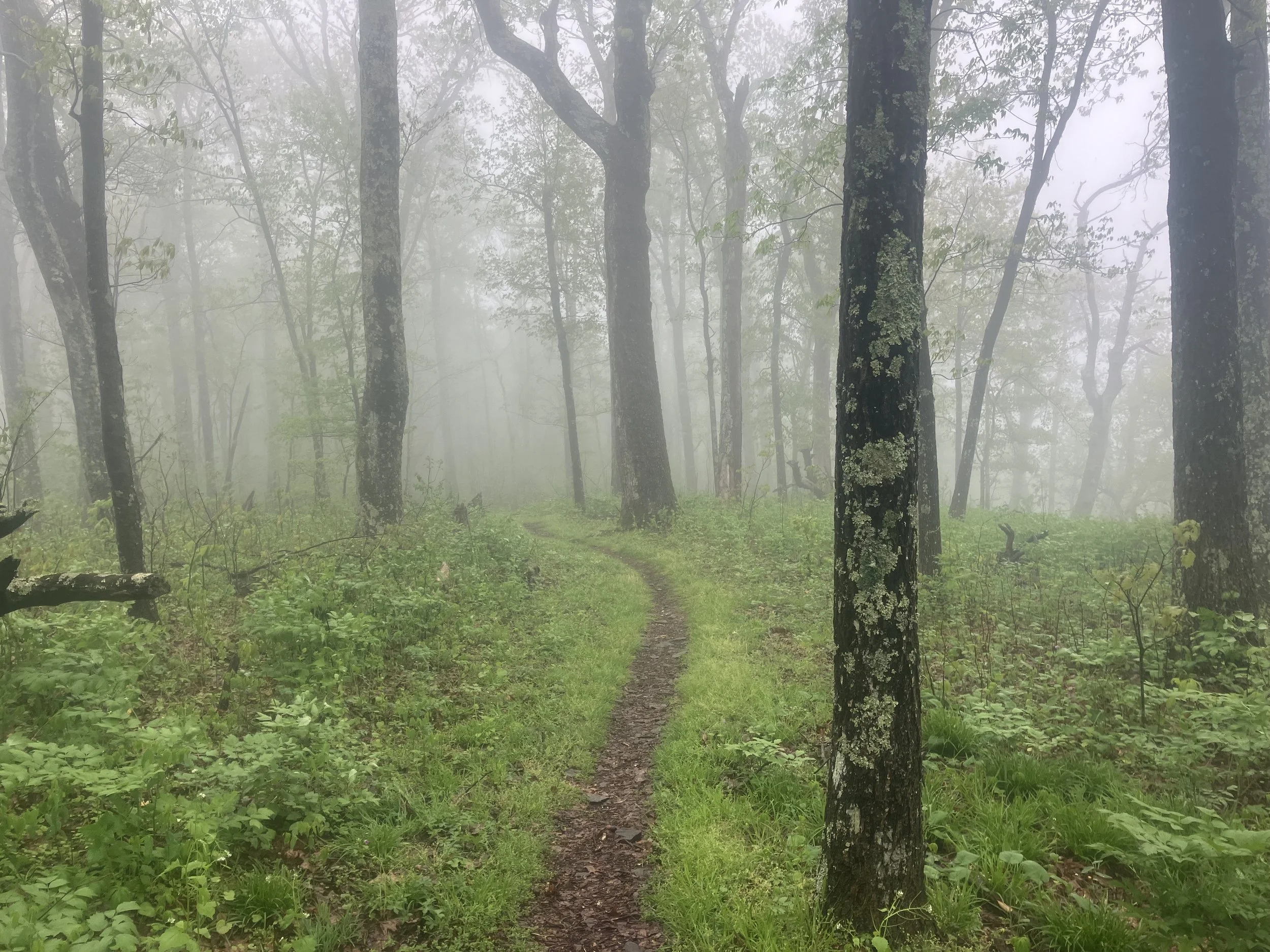 VA_SNP_Trail1.jpeg