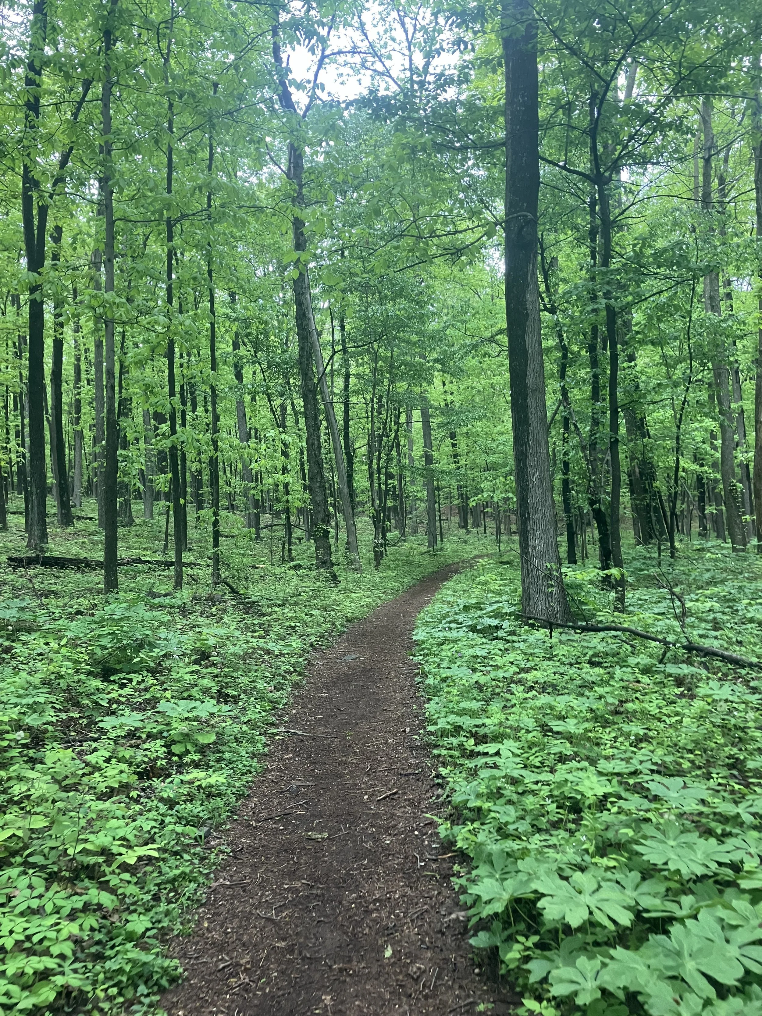 MD_Trail3.jpeg