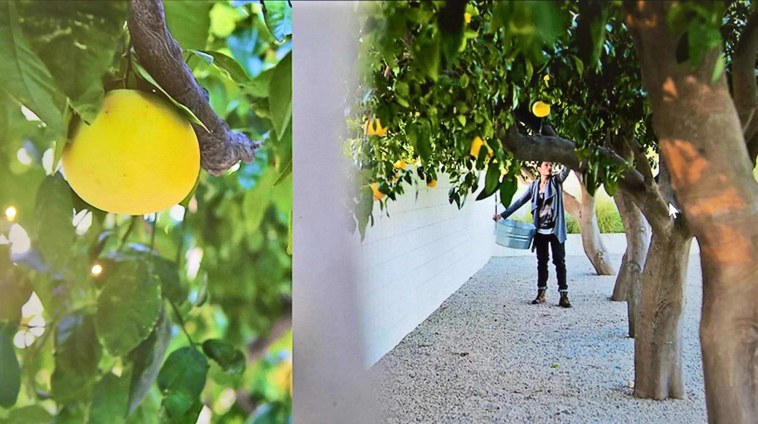 Yosemite grapefruit - high.jpg
