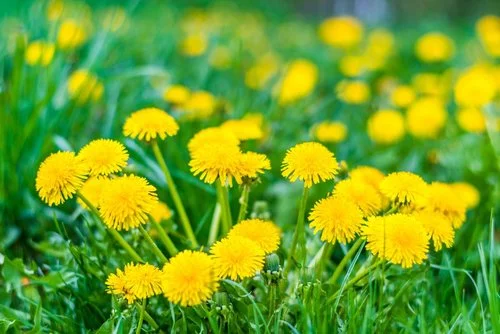 Dandelions.jpeg