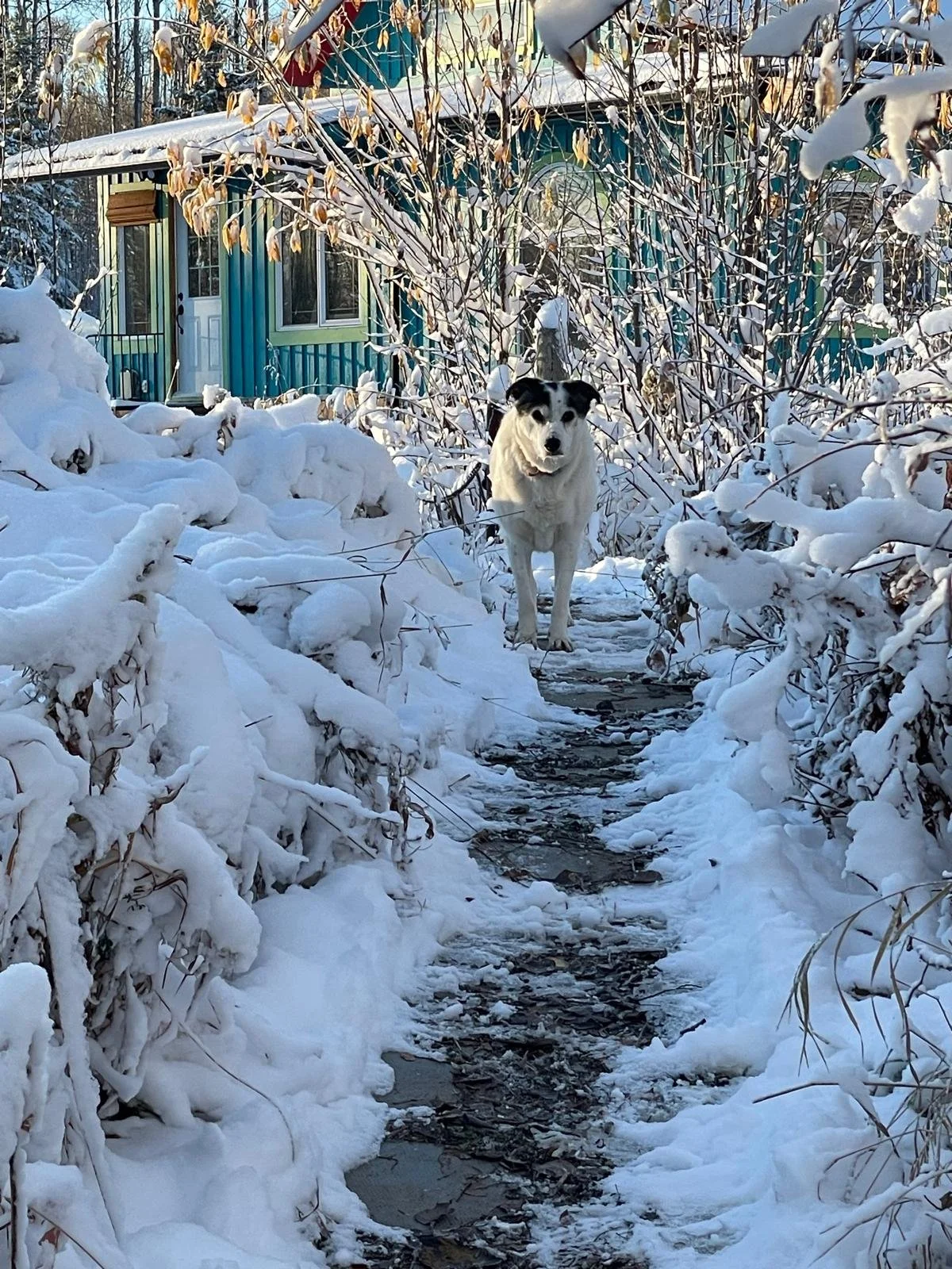 WhatsApp Image 2026-01-28 at 4.48.11 AM.jpeg