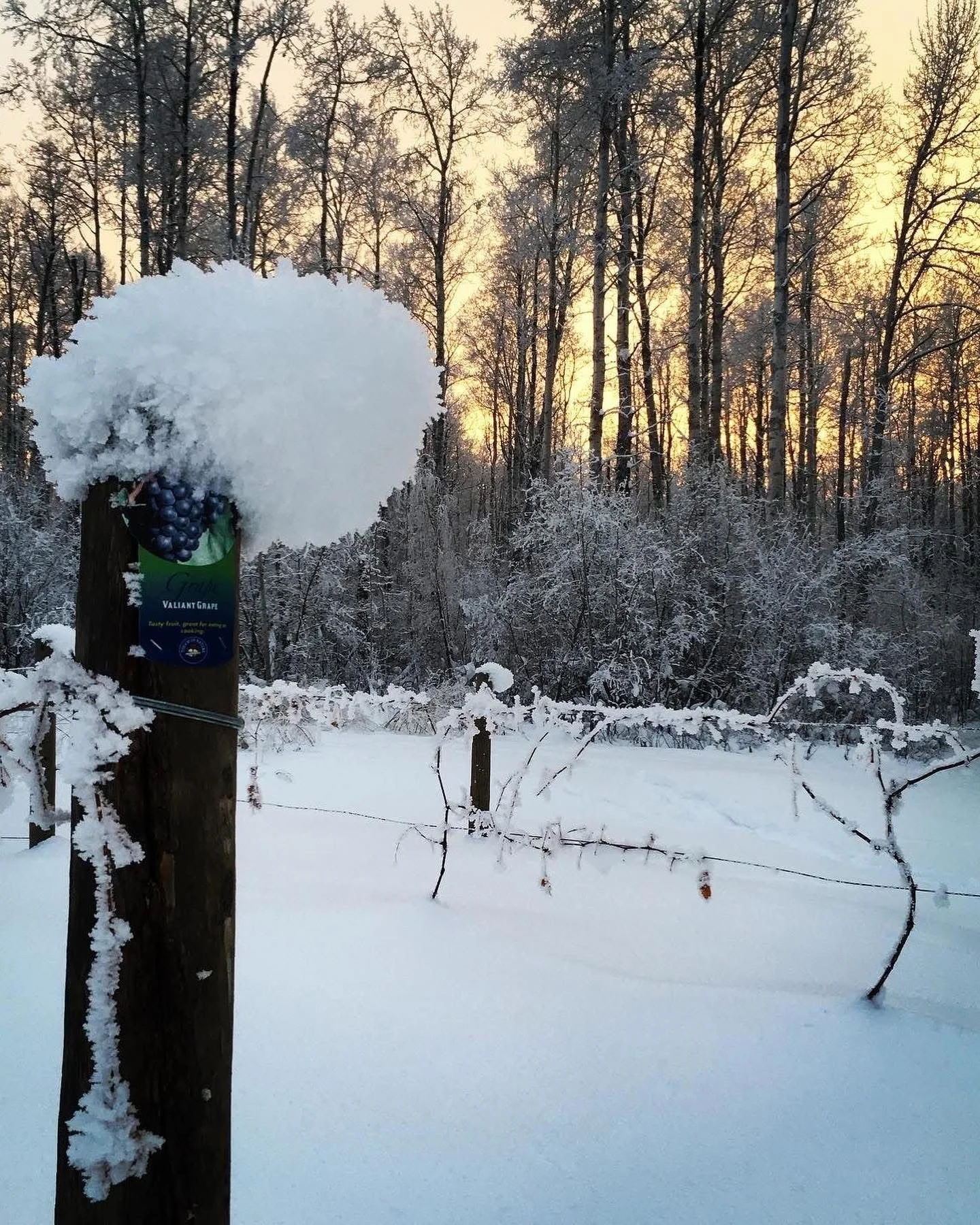 WhatsApp Image 2026-01-28 at 5.31.09 AM.jpeg