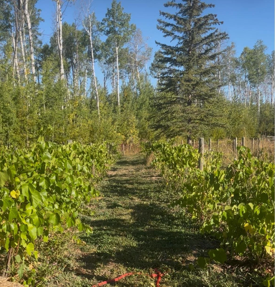 WhatsApp Image 2026-01-28 at 5.04.36 AM.jpeg