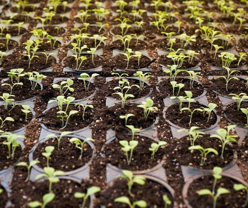 Why Land Investing is the best Passive Income model?