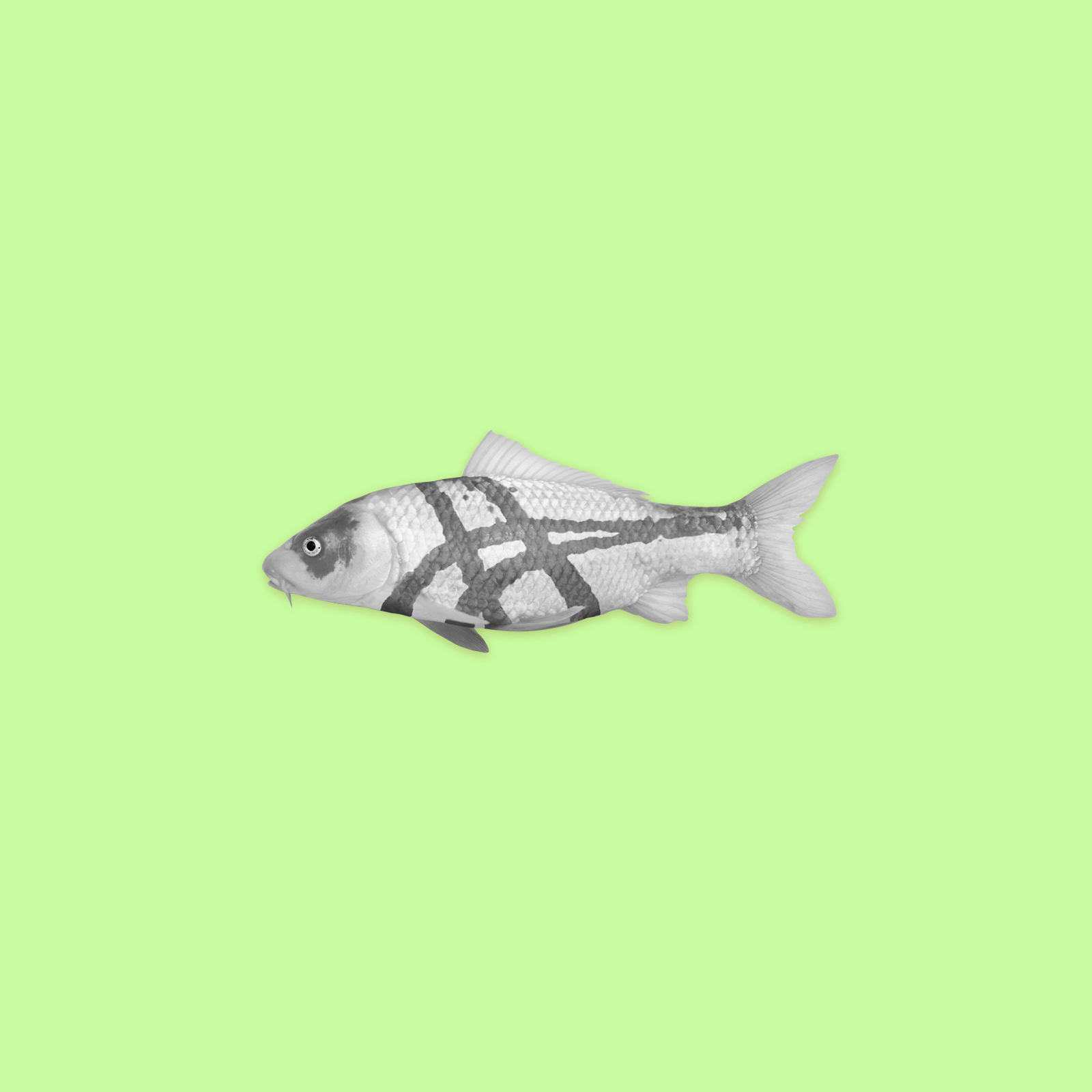 fish.gif