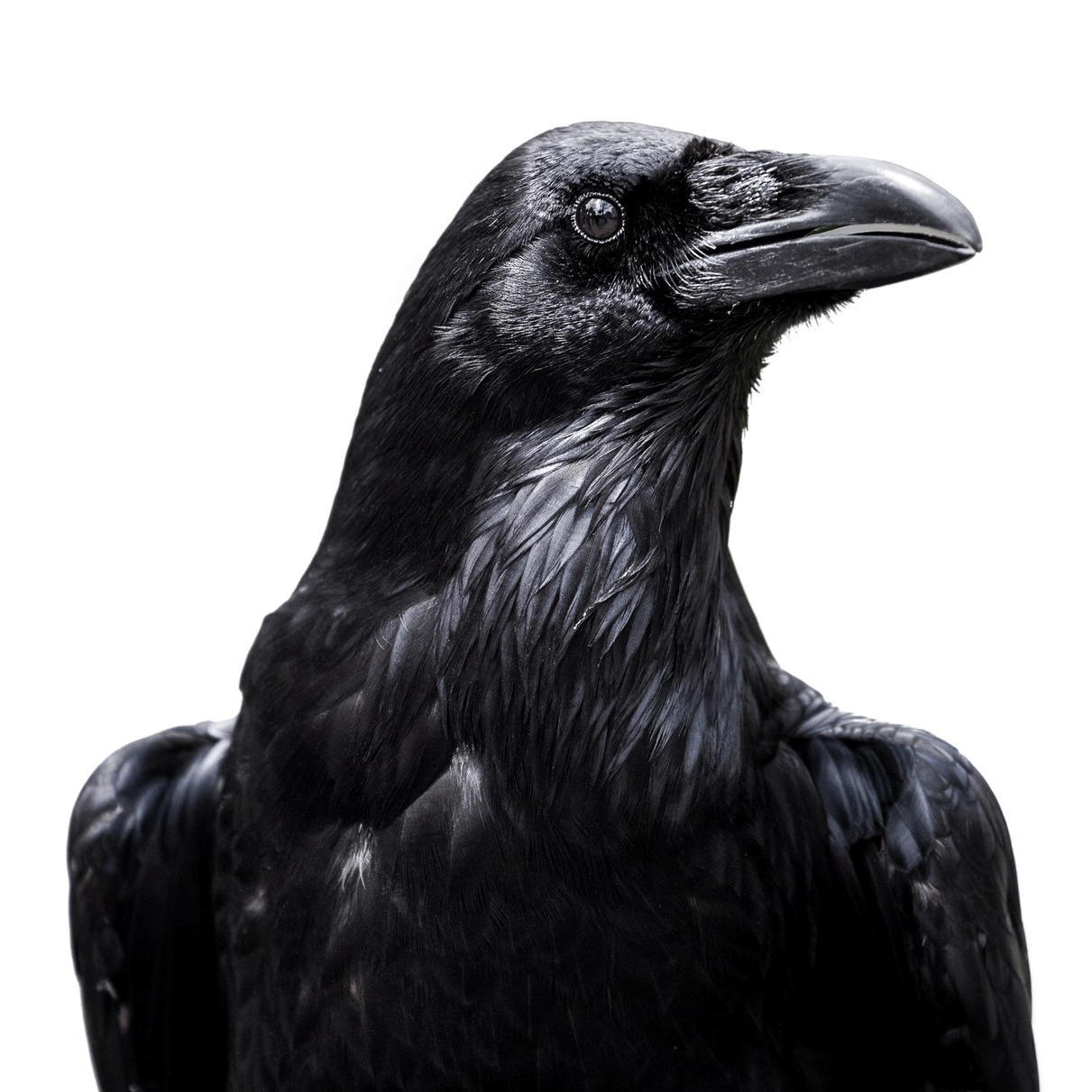 crow.gif